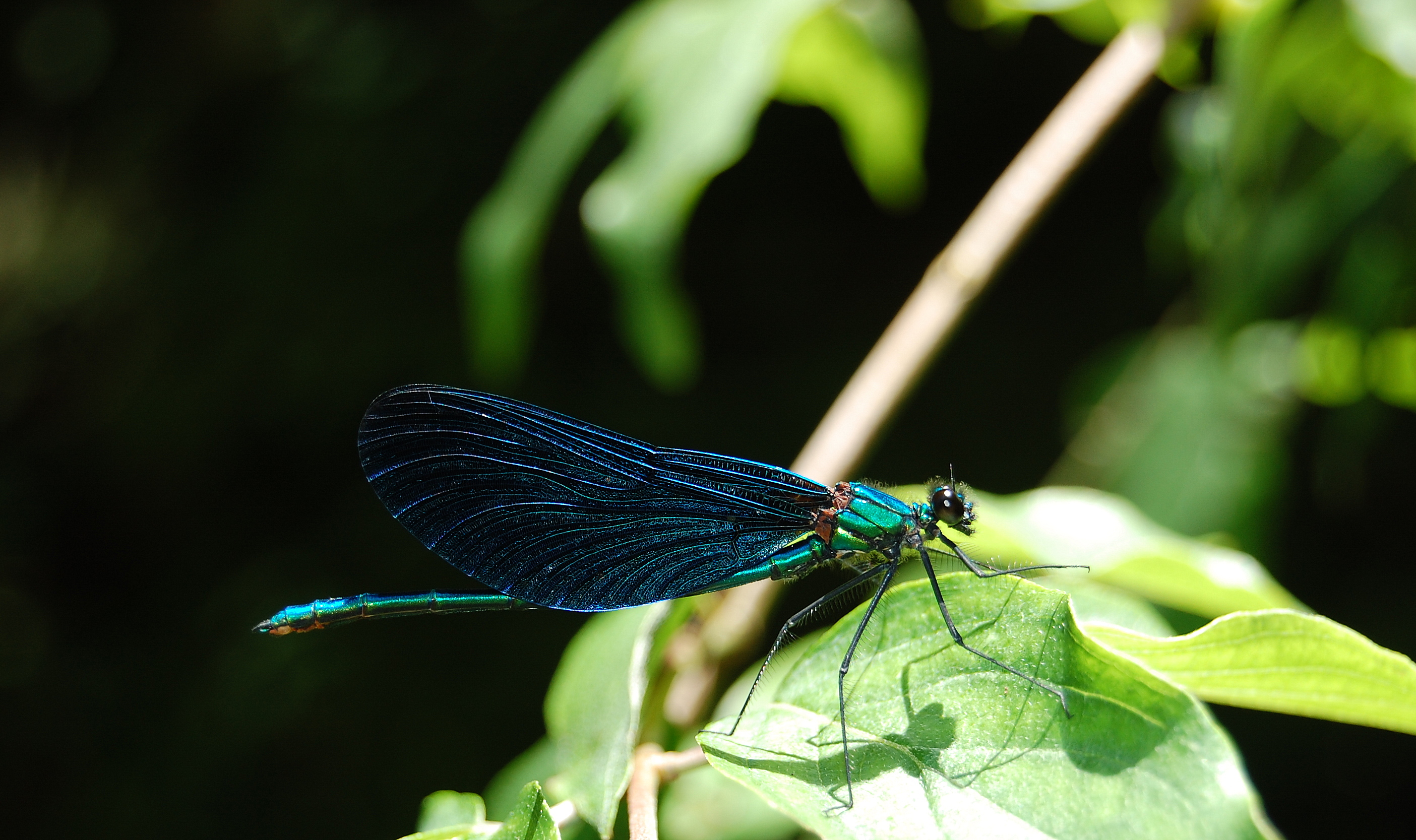 Blue Dragonfly Iski Vingart