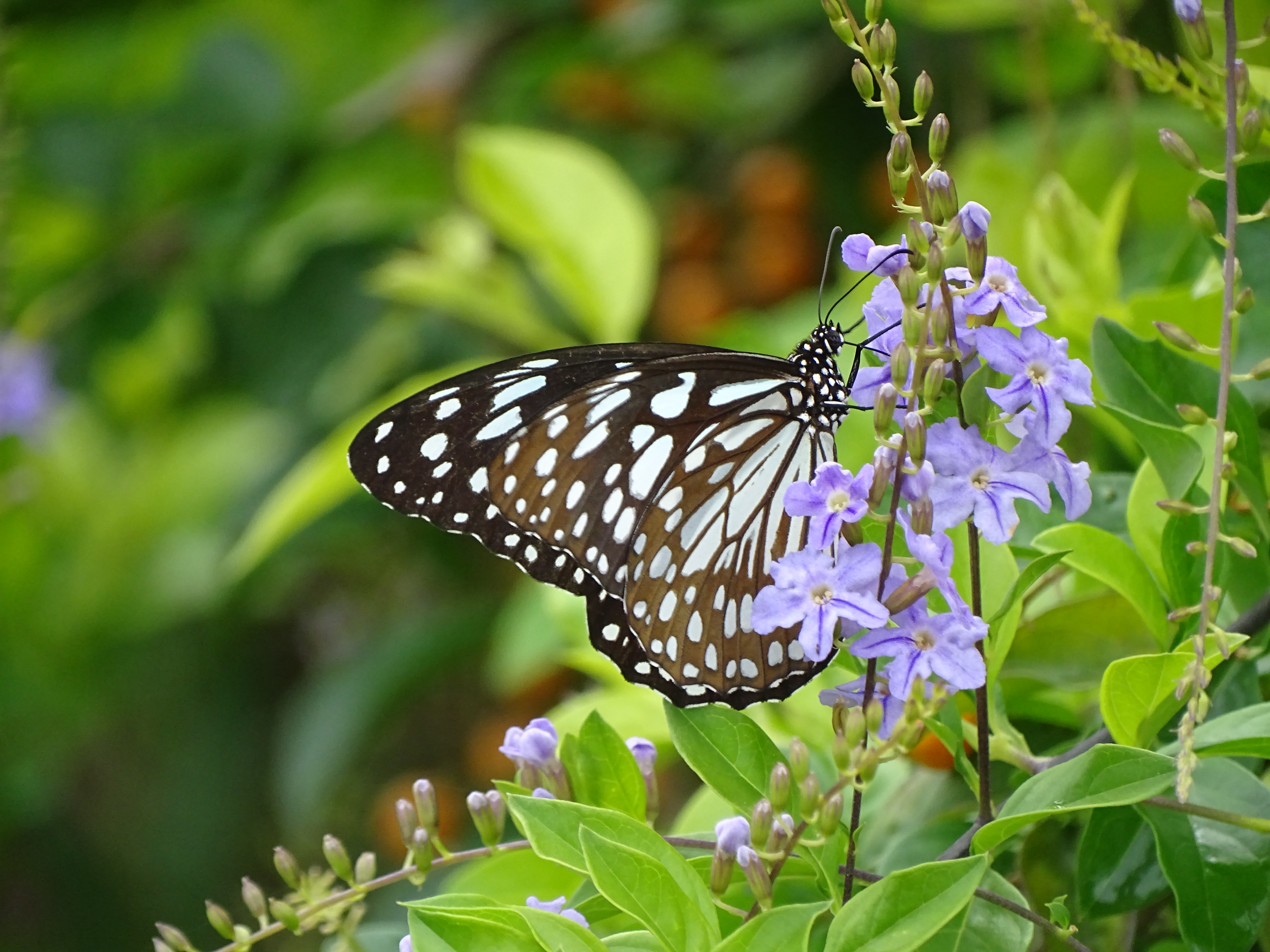 Blue Tiger Butterfly Ezhimala1