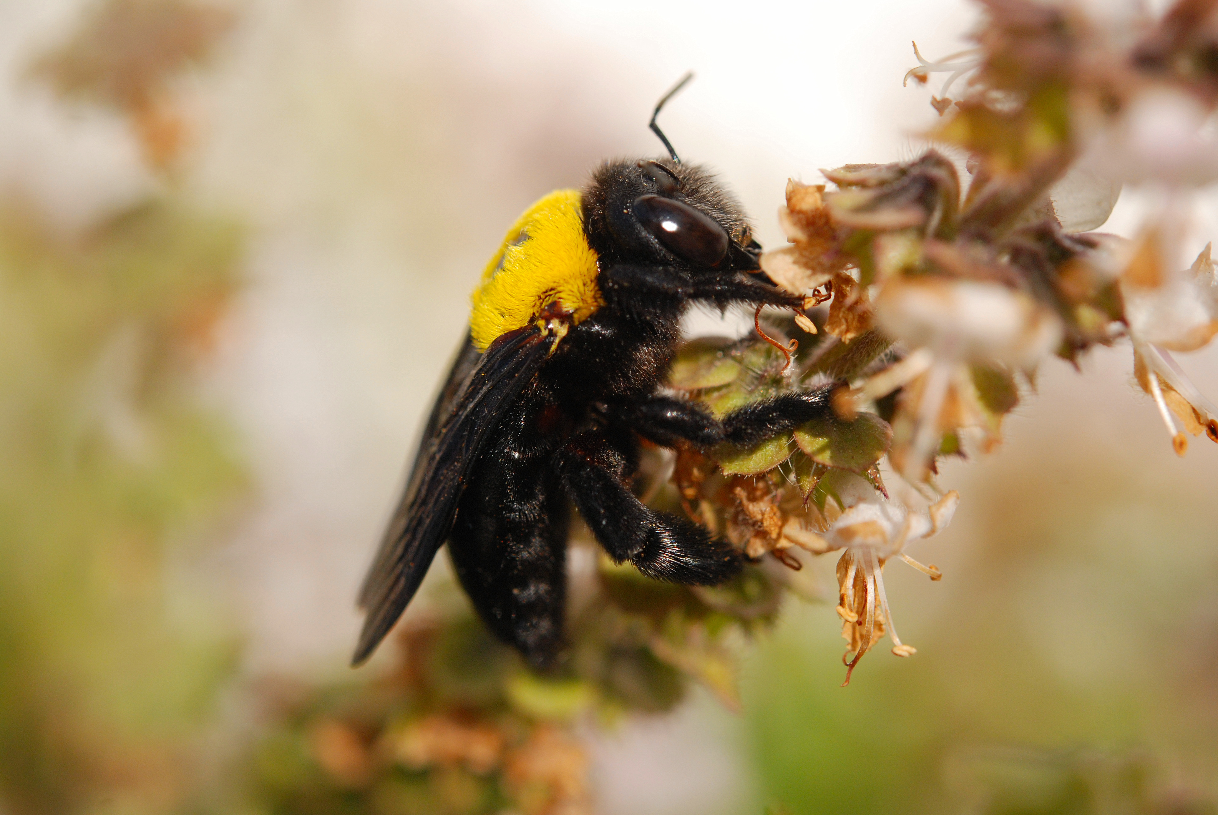 Carder bee (Bombus pascuorum)