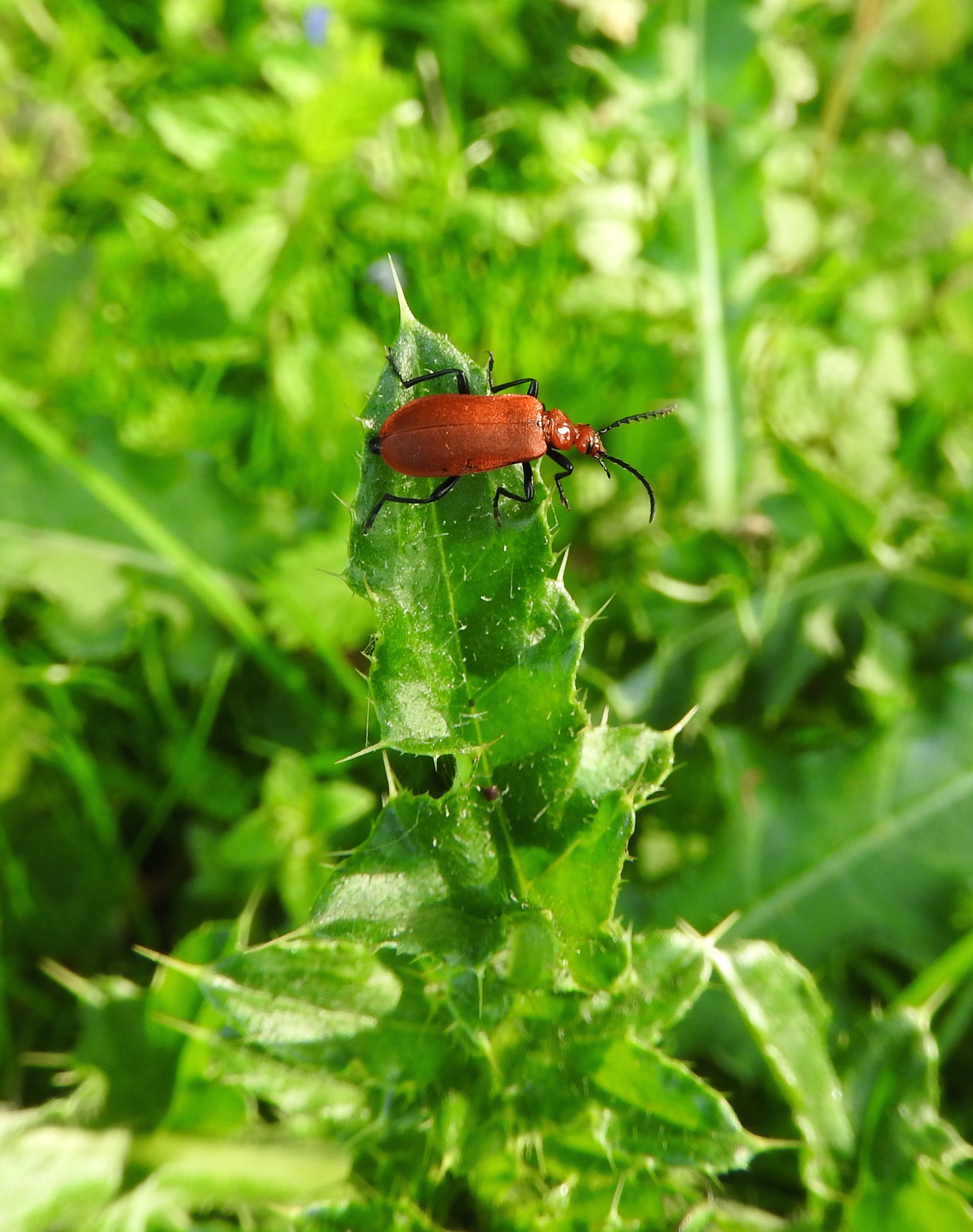 Cardinal beetle (18403130075)