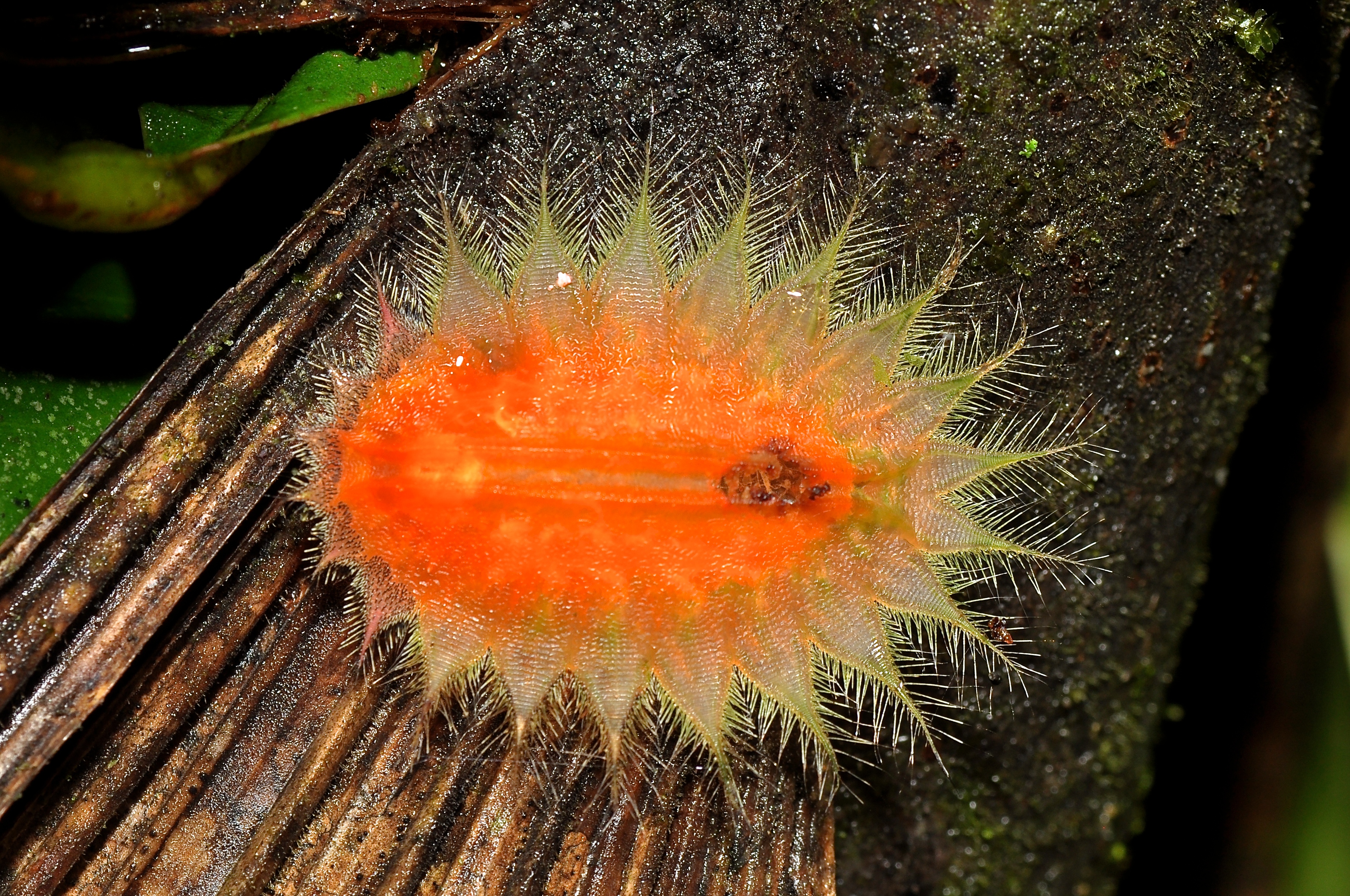 Caterpillar (15335297900)