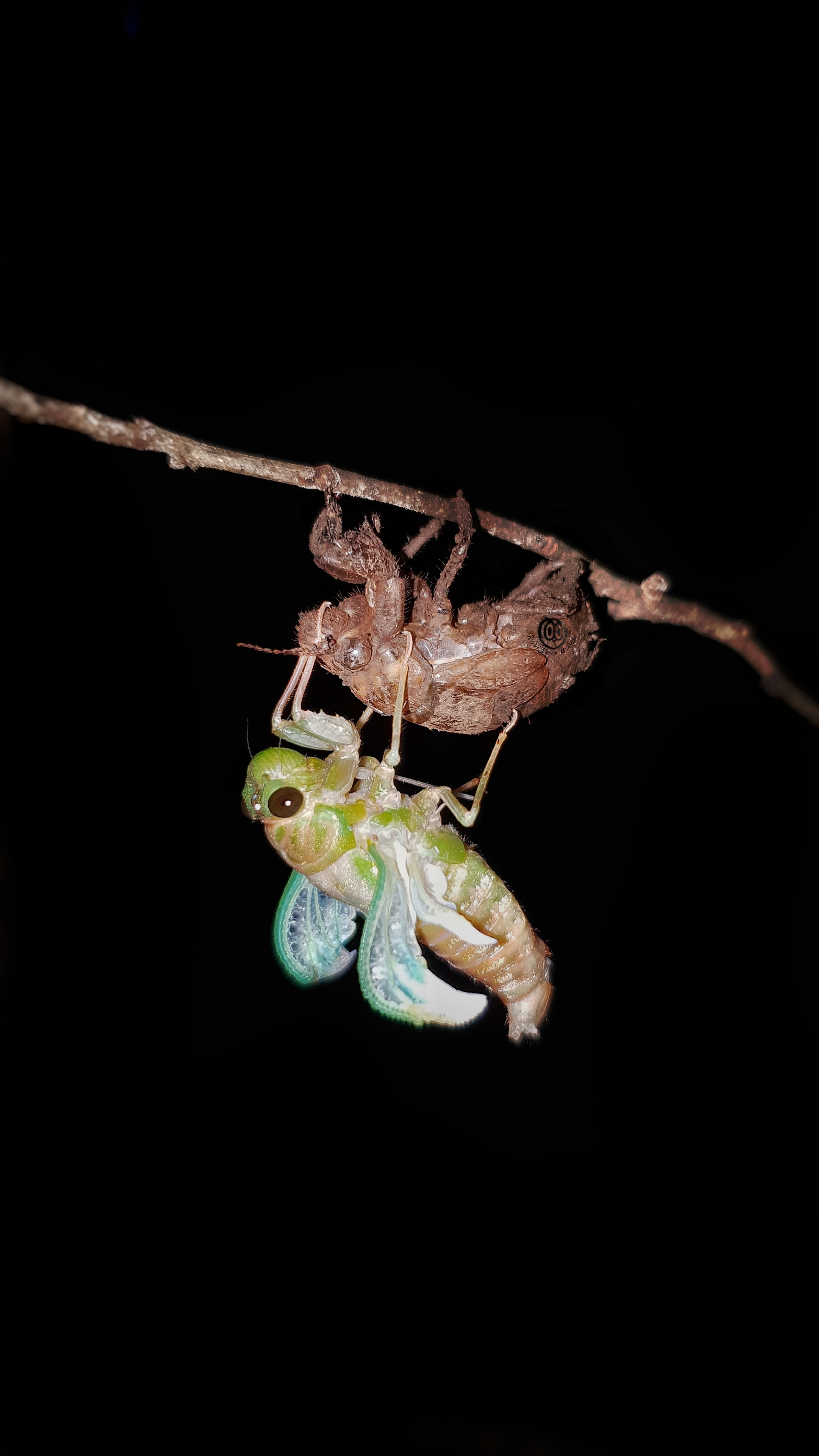 Cicada 