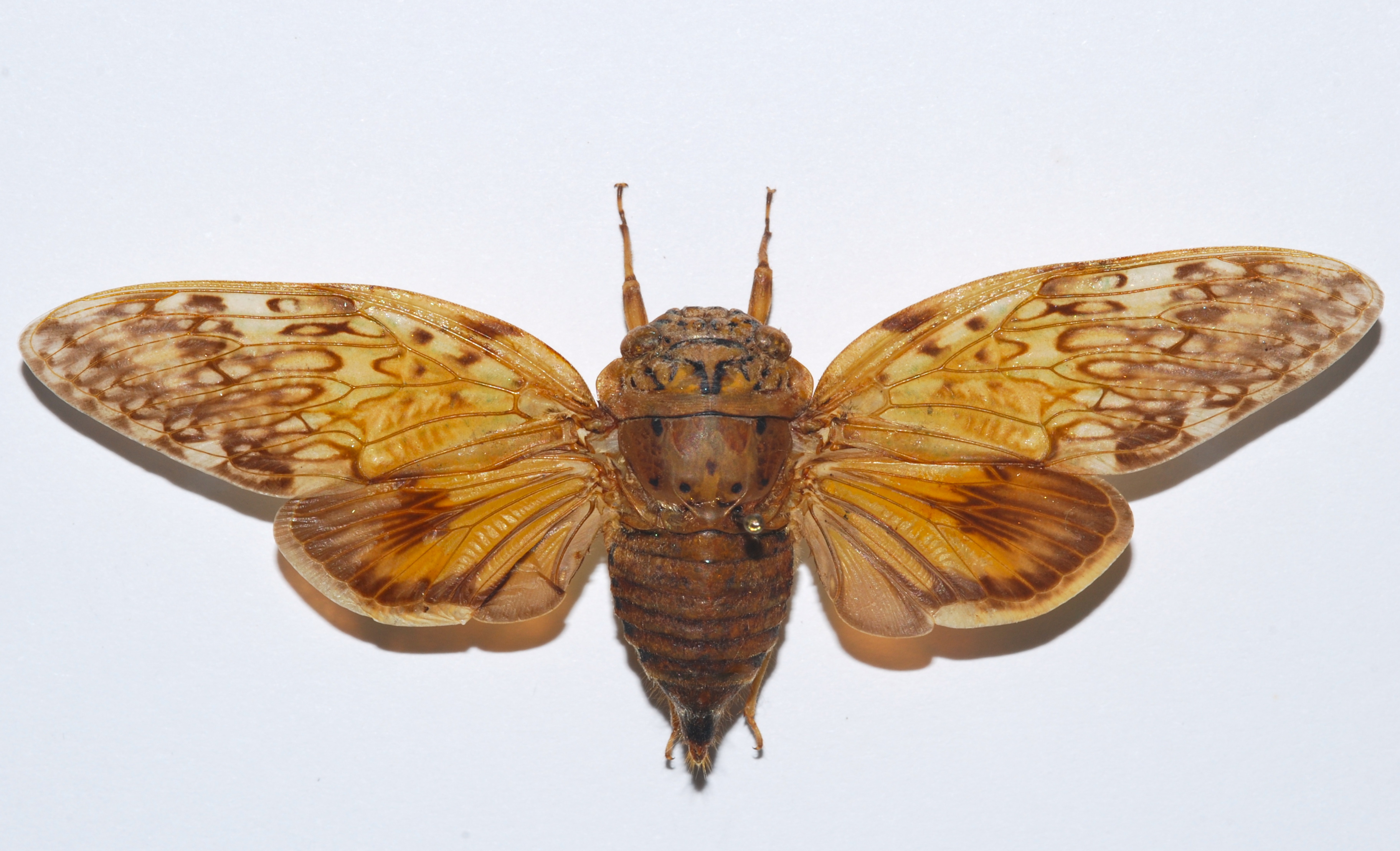 Cicada (Yanga guttulata) (8544572898)