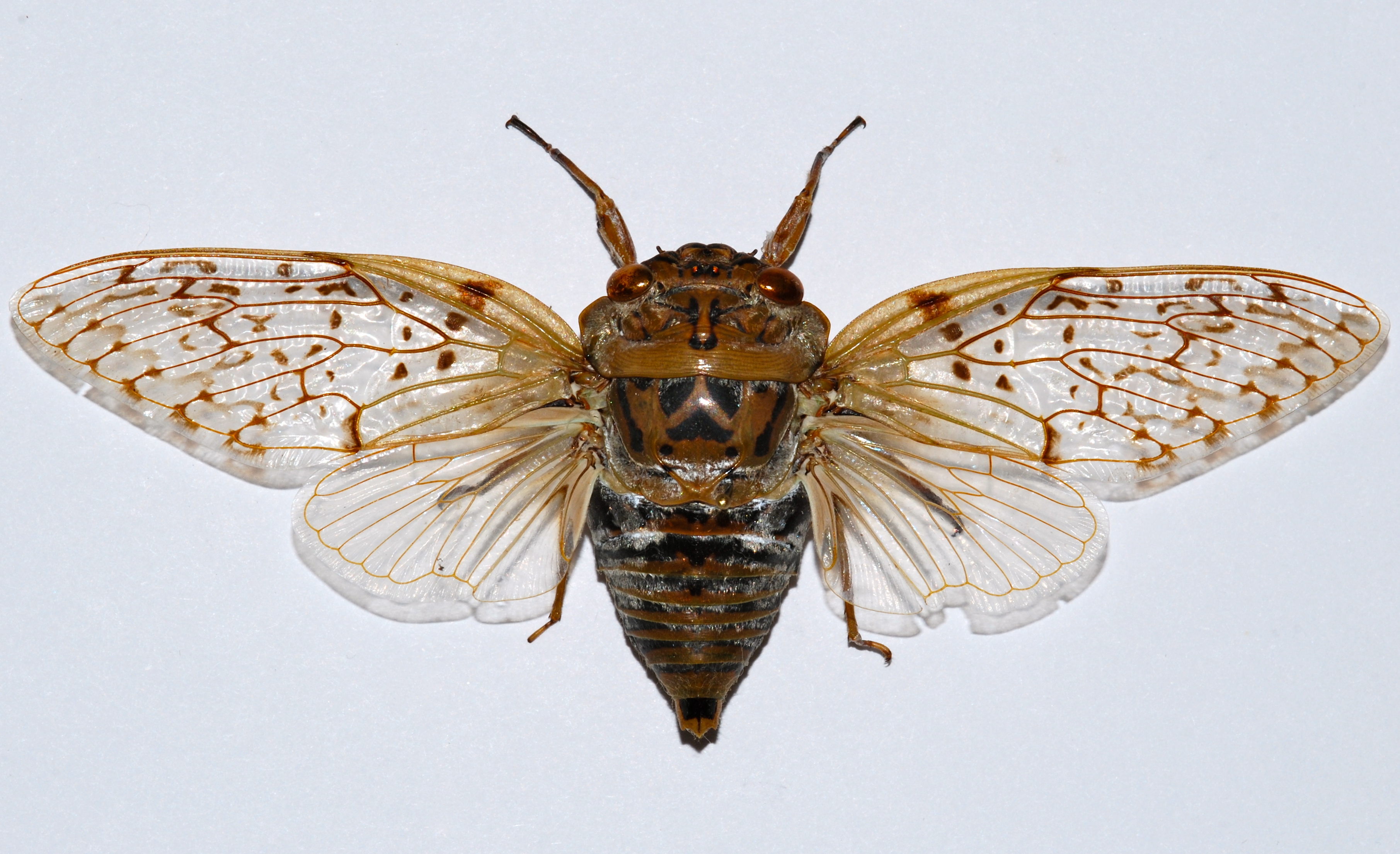 Cicada (Yanga pulverea) (8540809631)
