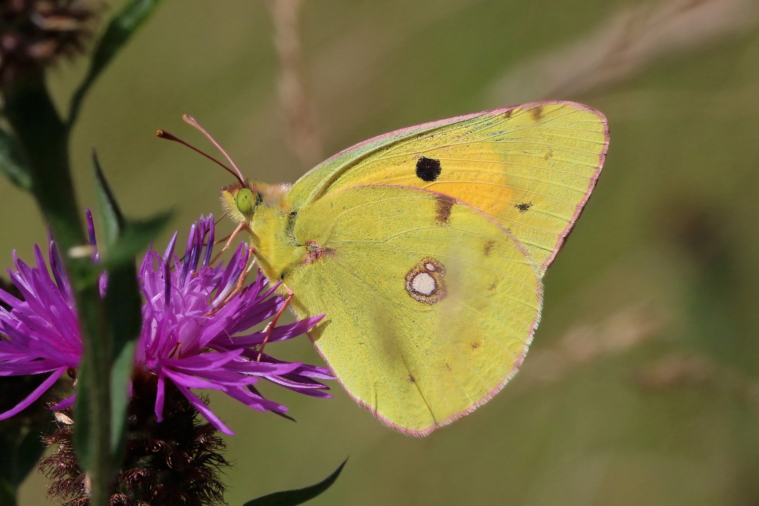 Clouded yellow (Colias croceus) male