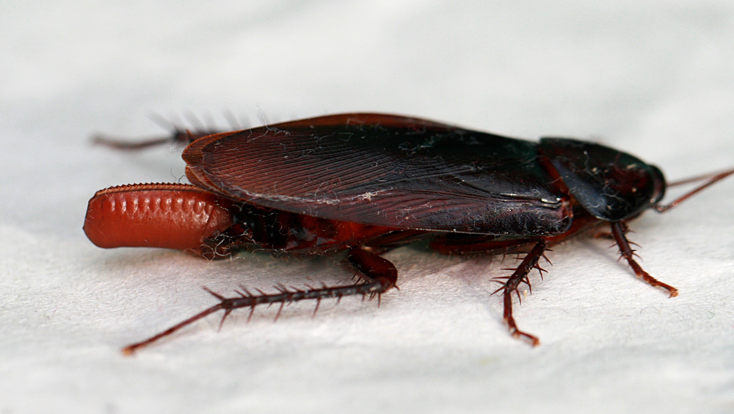 Cockroach egglaying 2
