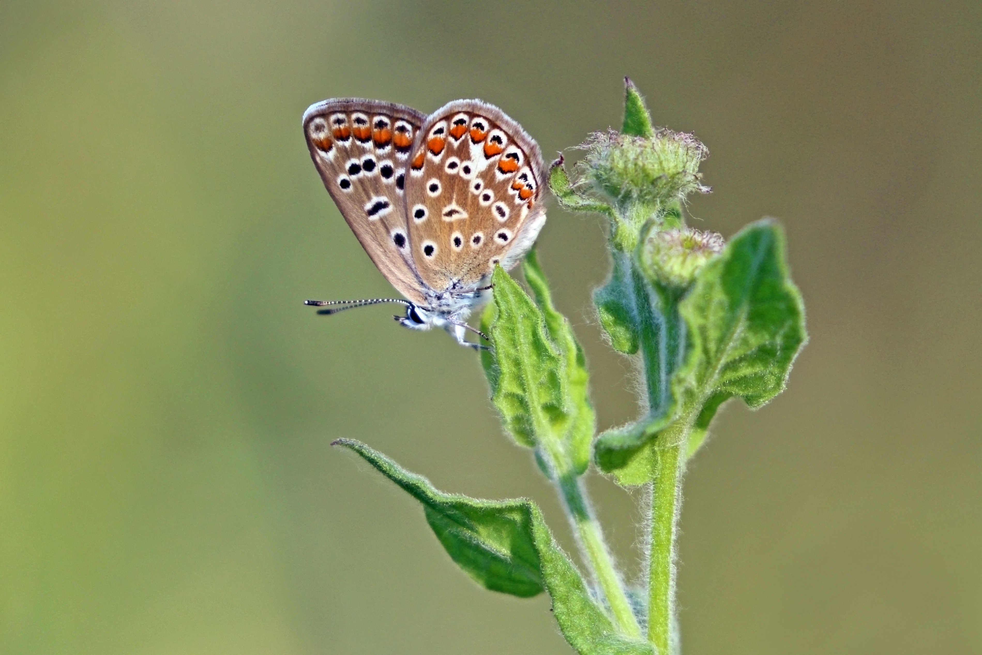 Common blue (Polyommatus icarus) female underside Bulgaria