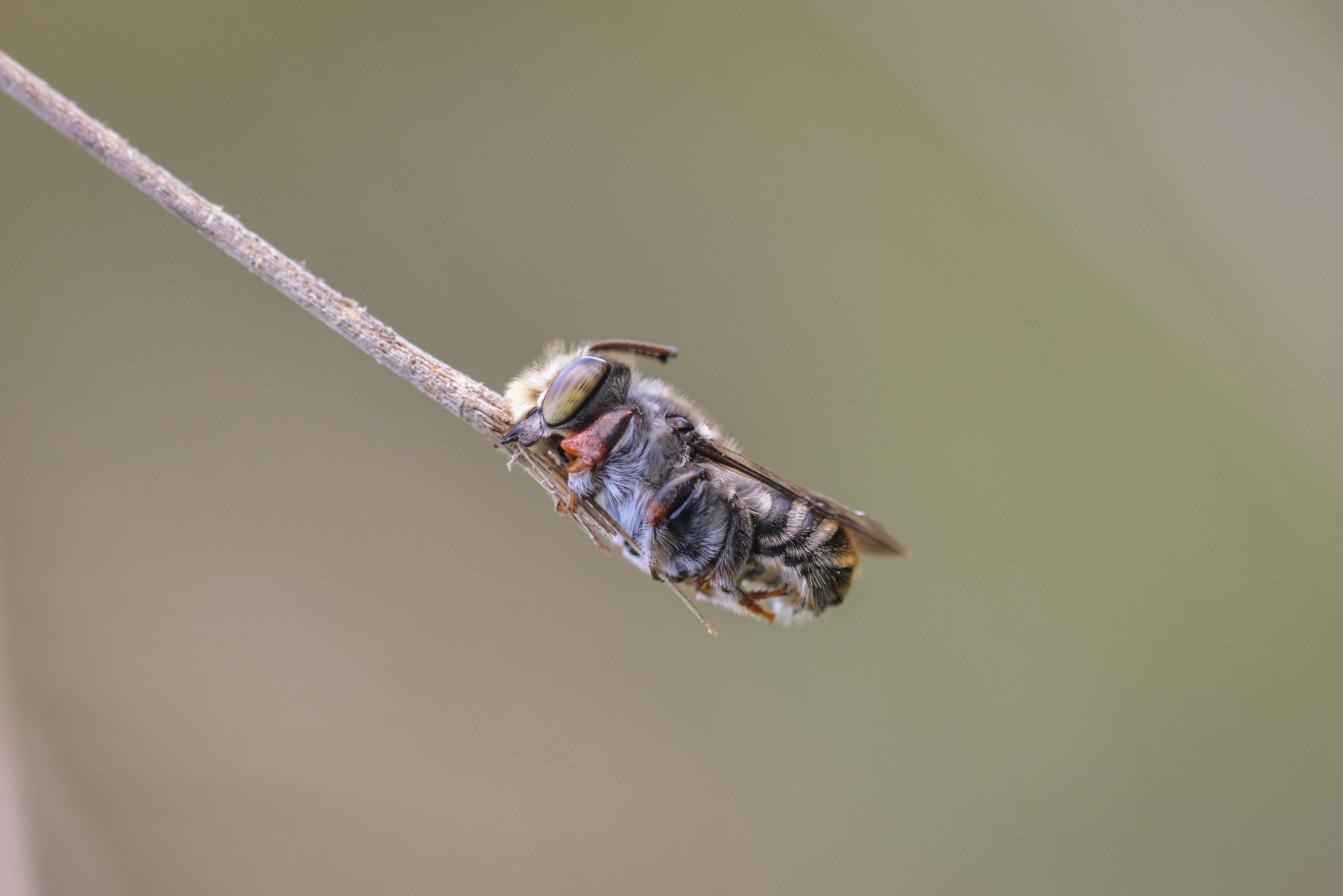 Cuckoo Bee (30087006484)