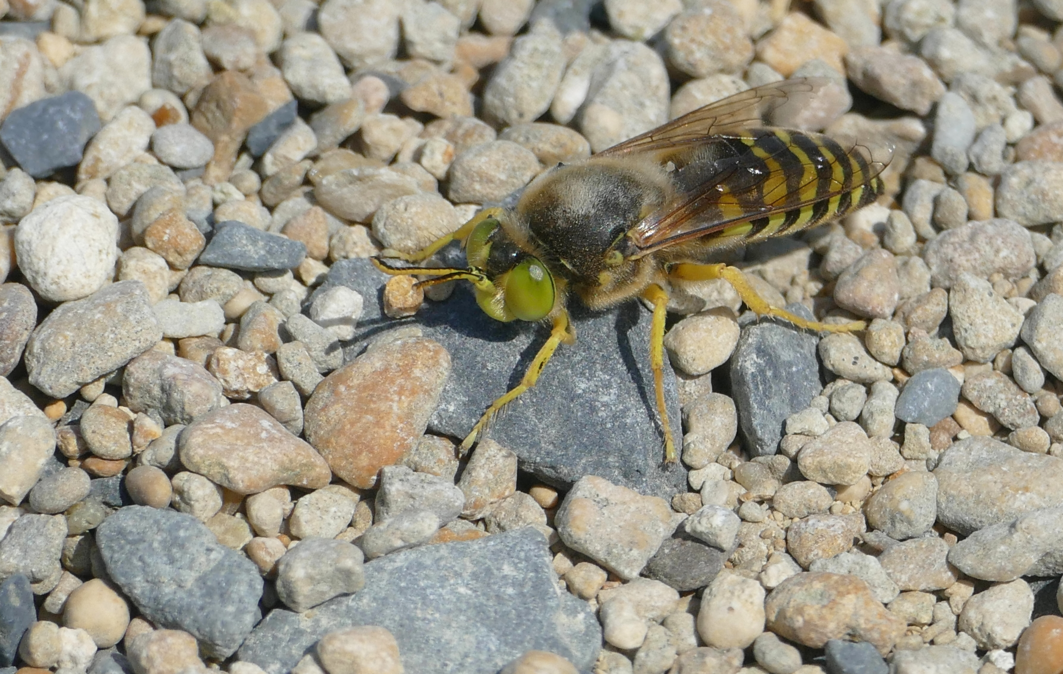Digger Wasp (Bembix rostrata) (43085703231)