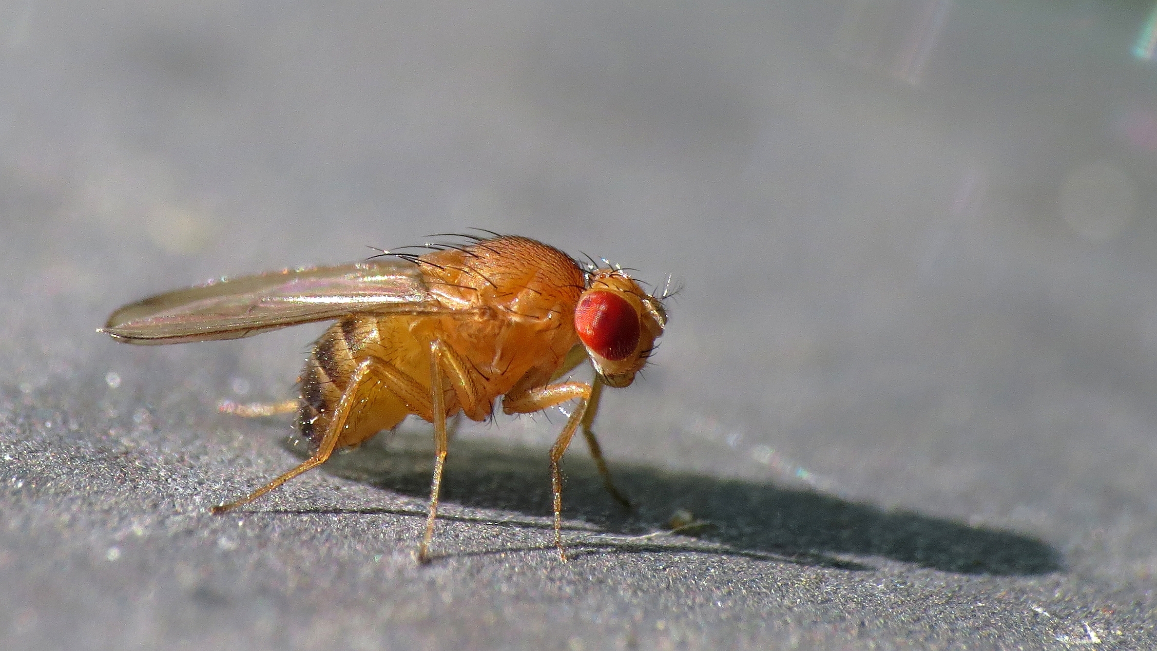 Drosophila immigrans (14598917495)