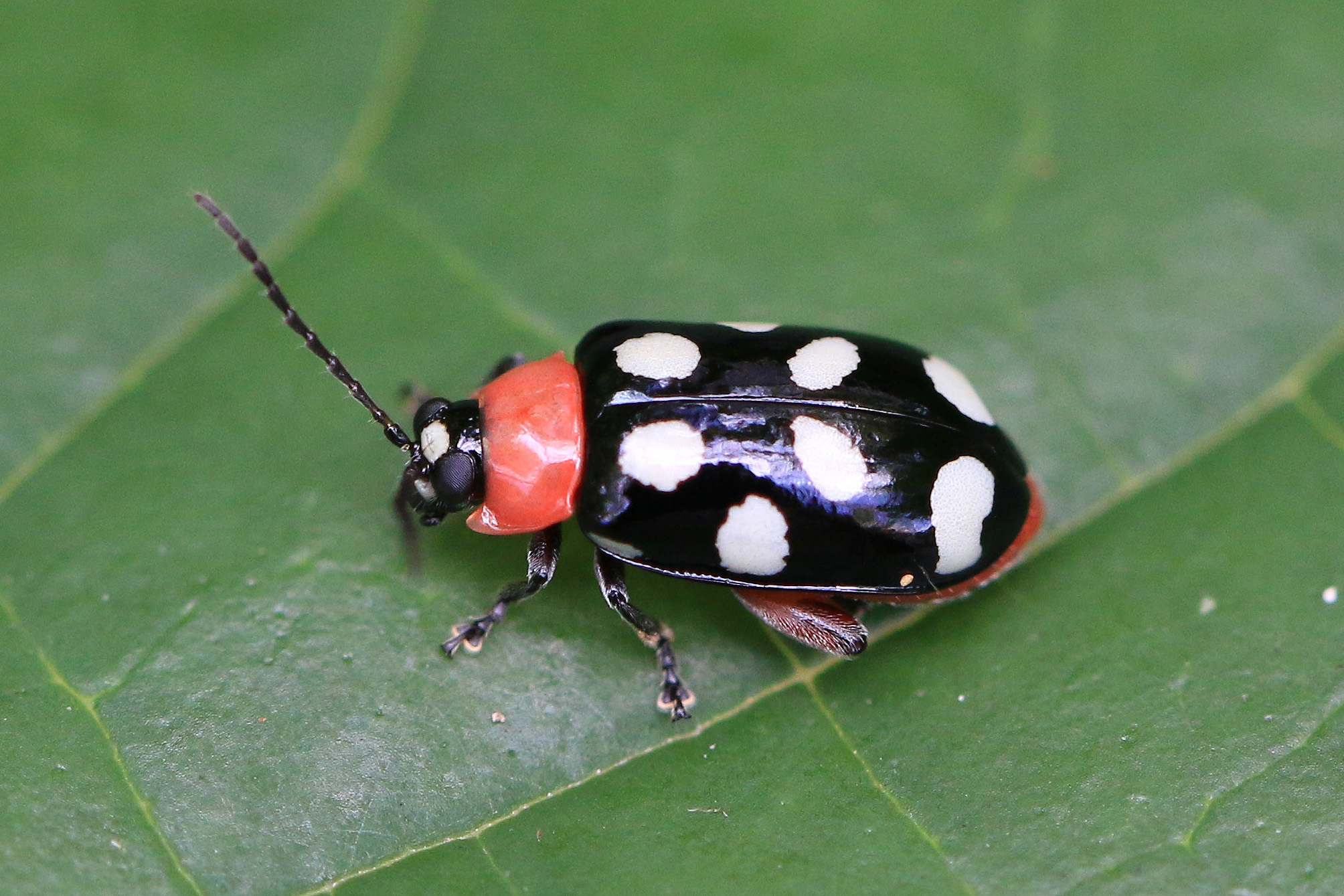 Eight-spotted flea beetle (Omophoita cyanipennis octomaculata)