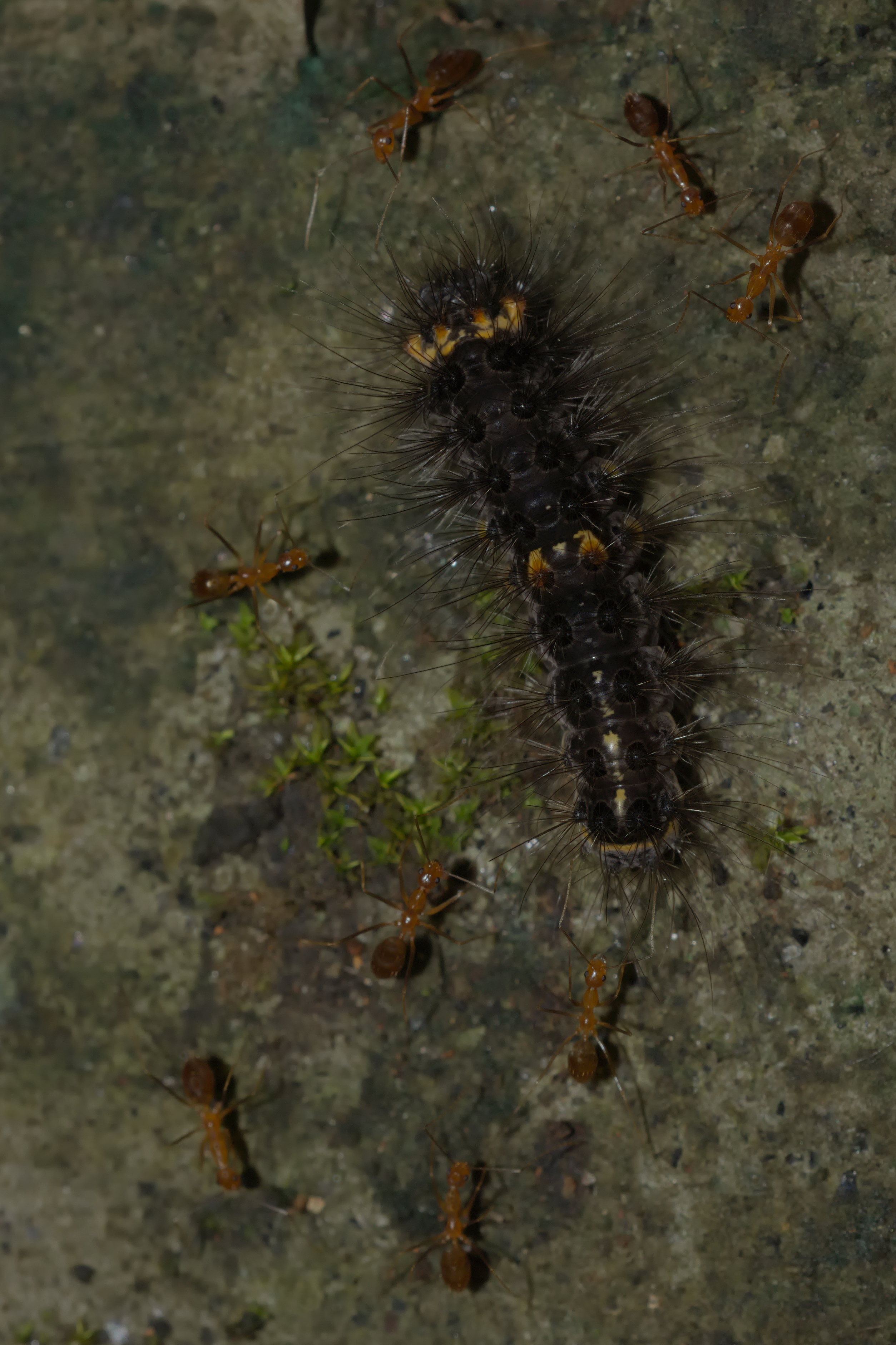 Erebidae larva-Kadavoor-2015-08-21-001