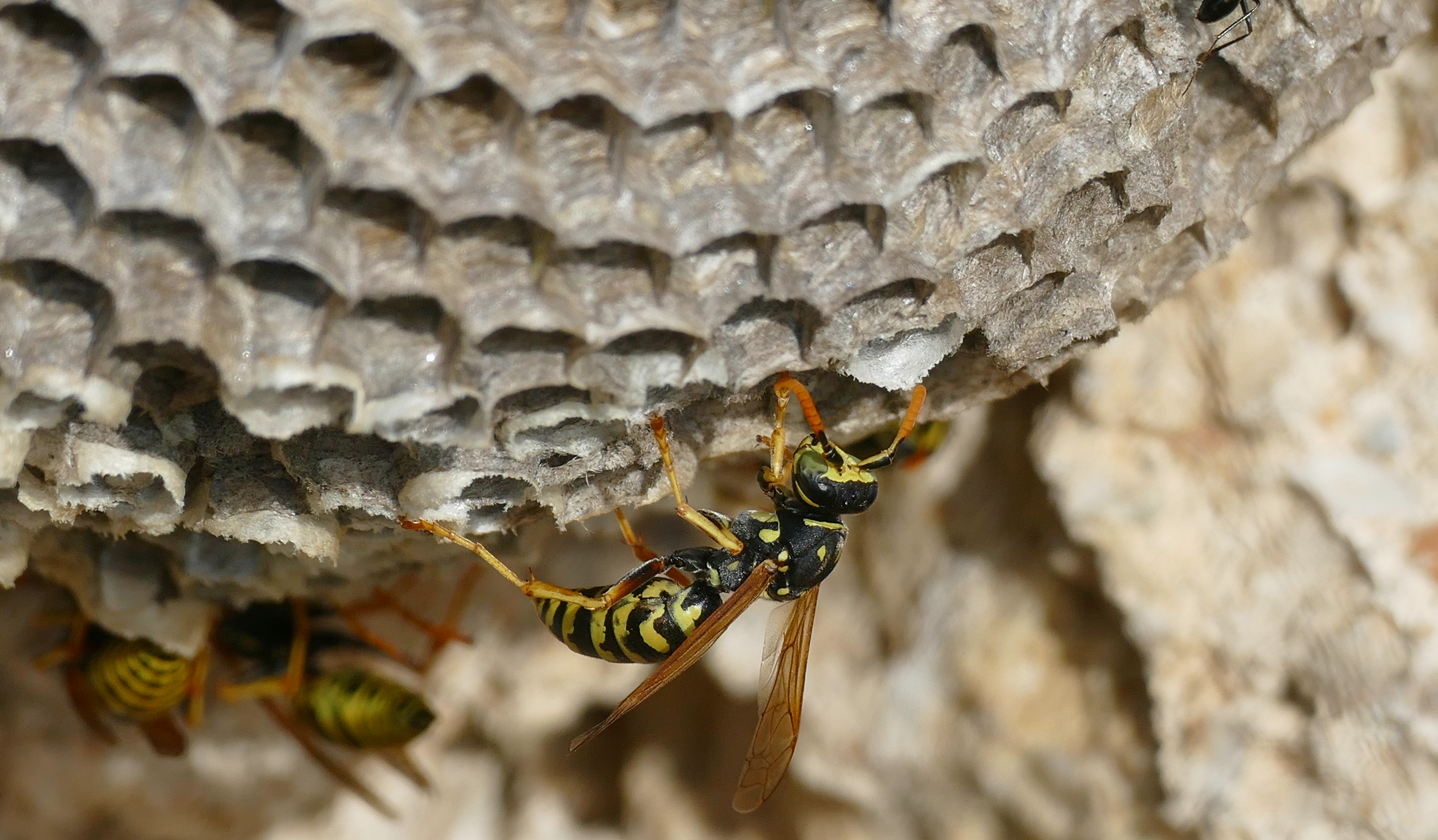European Paper Wasps (Polistes dominula) on nest ... (43709260174)