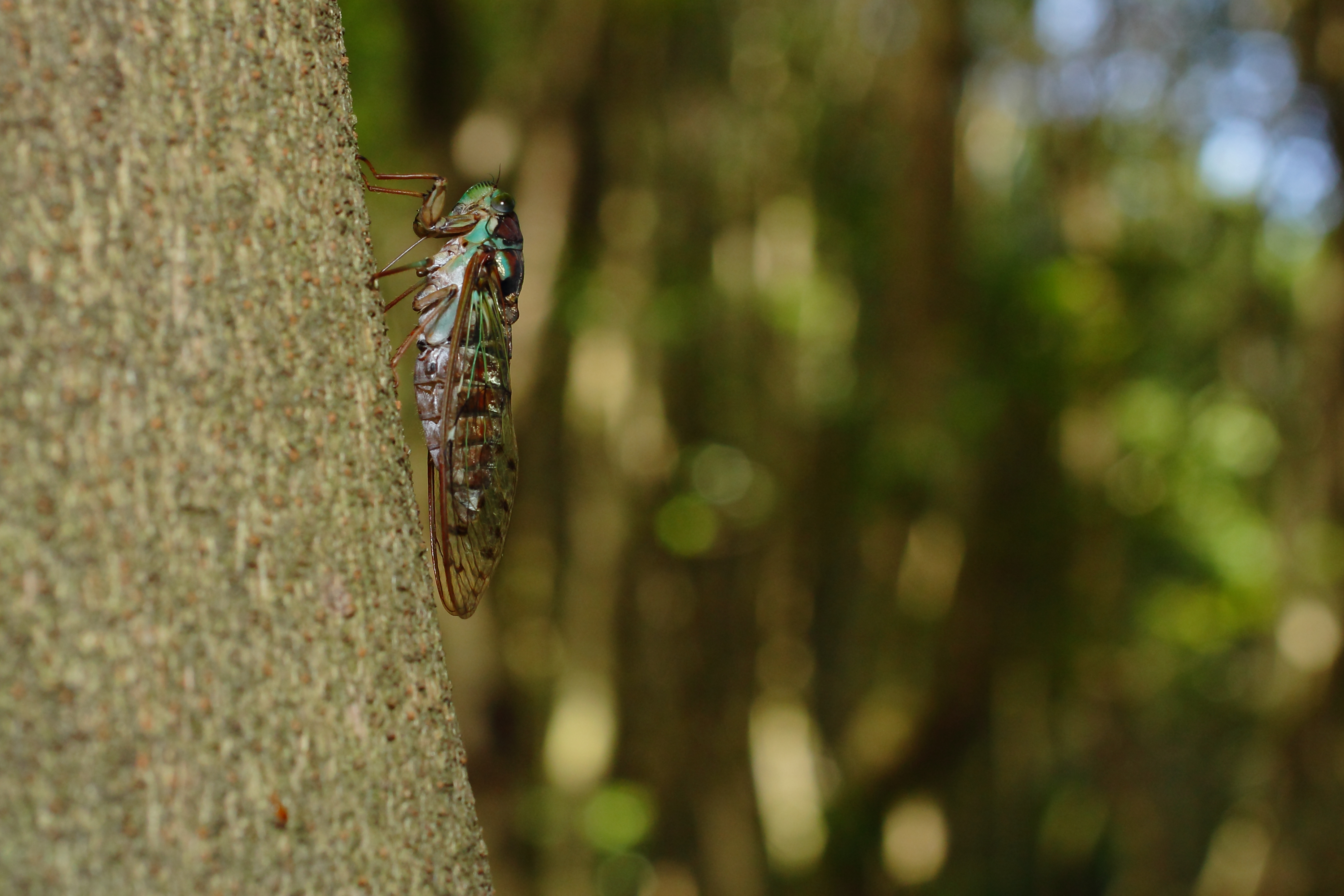 Evening cicada, male (9653344225)