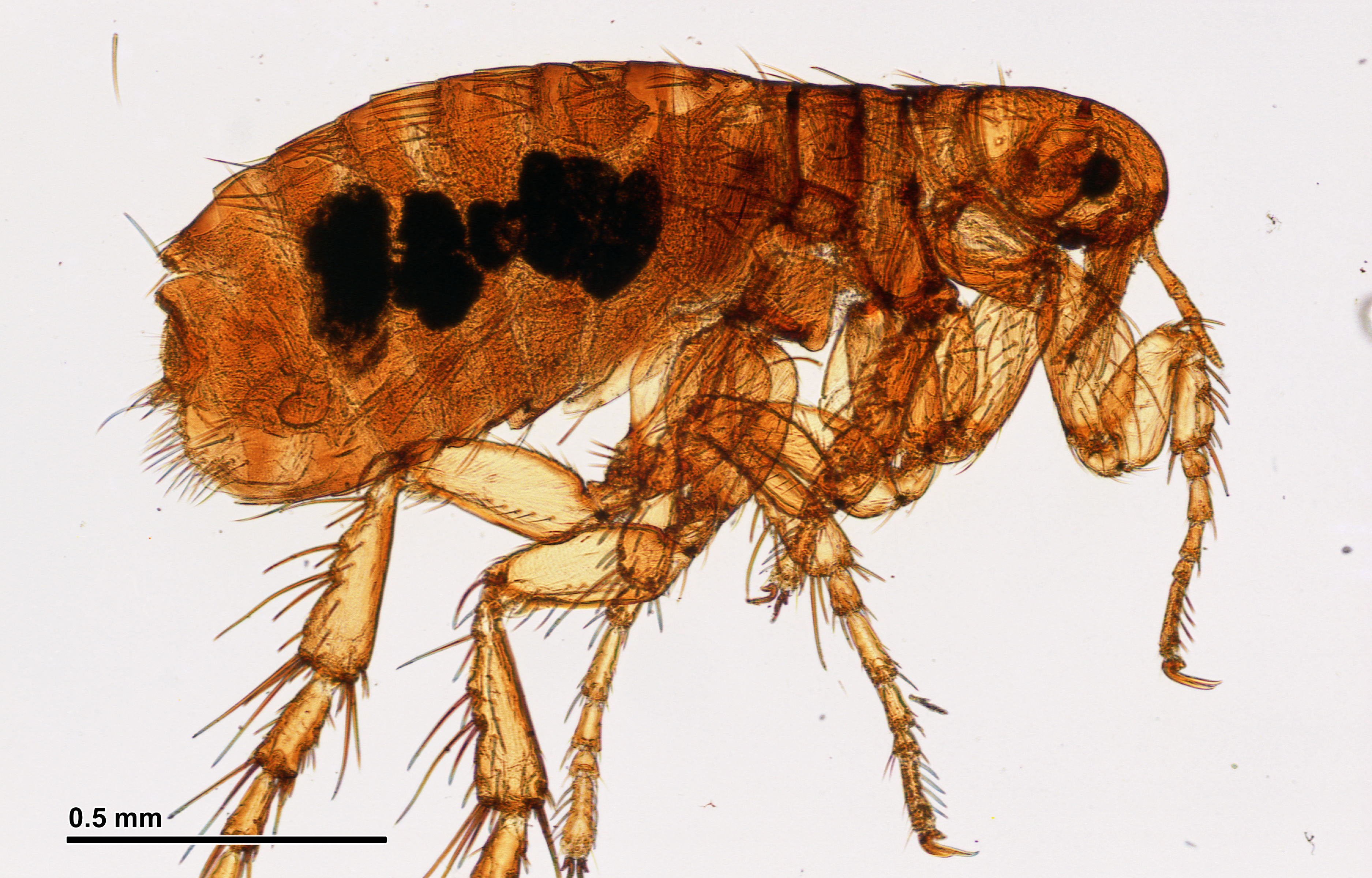 Flea (251 01) Aphaniptera; total preparation