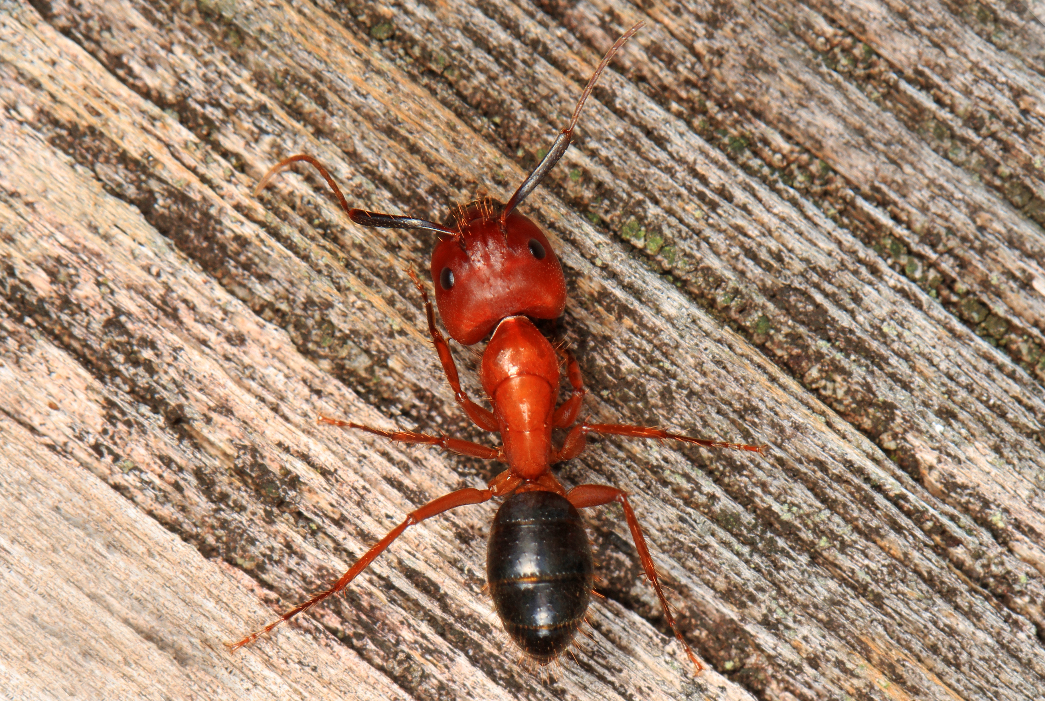 Florida Carpenter Ant - Camponotus atriceps, Everglades National Park, Homestead, Florida