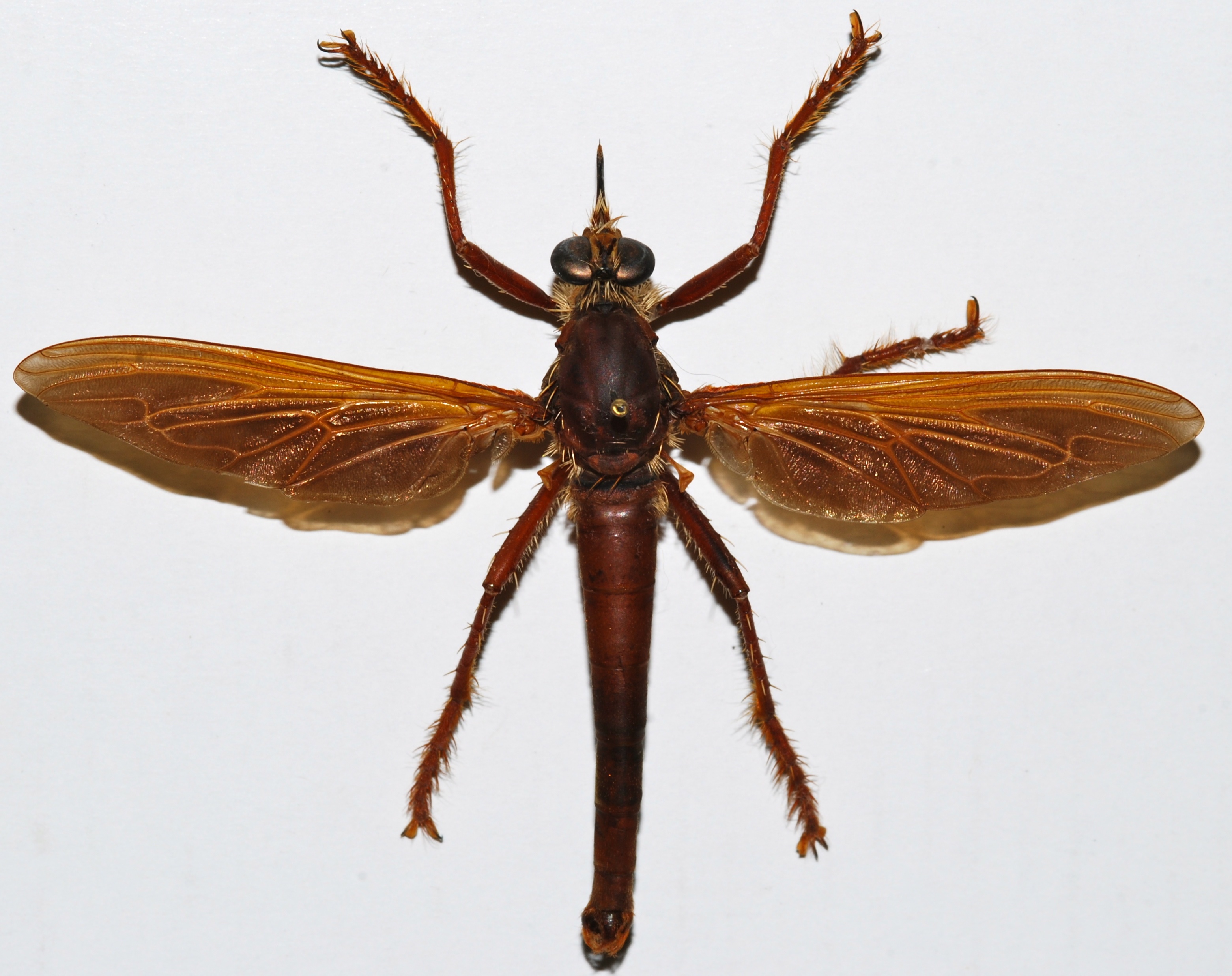 Giant Robber Fly (Microstylum magnum) (8361828722)