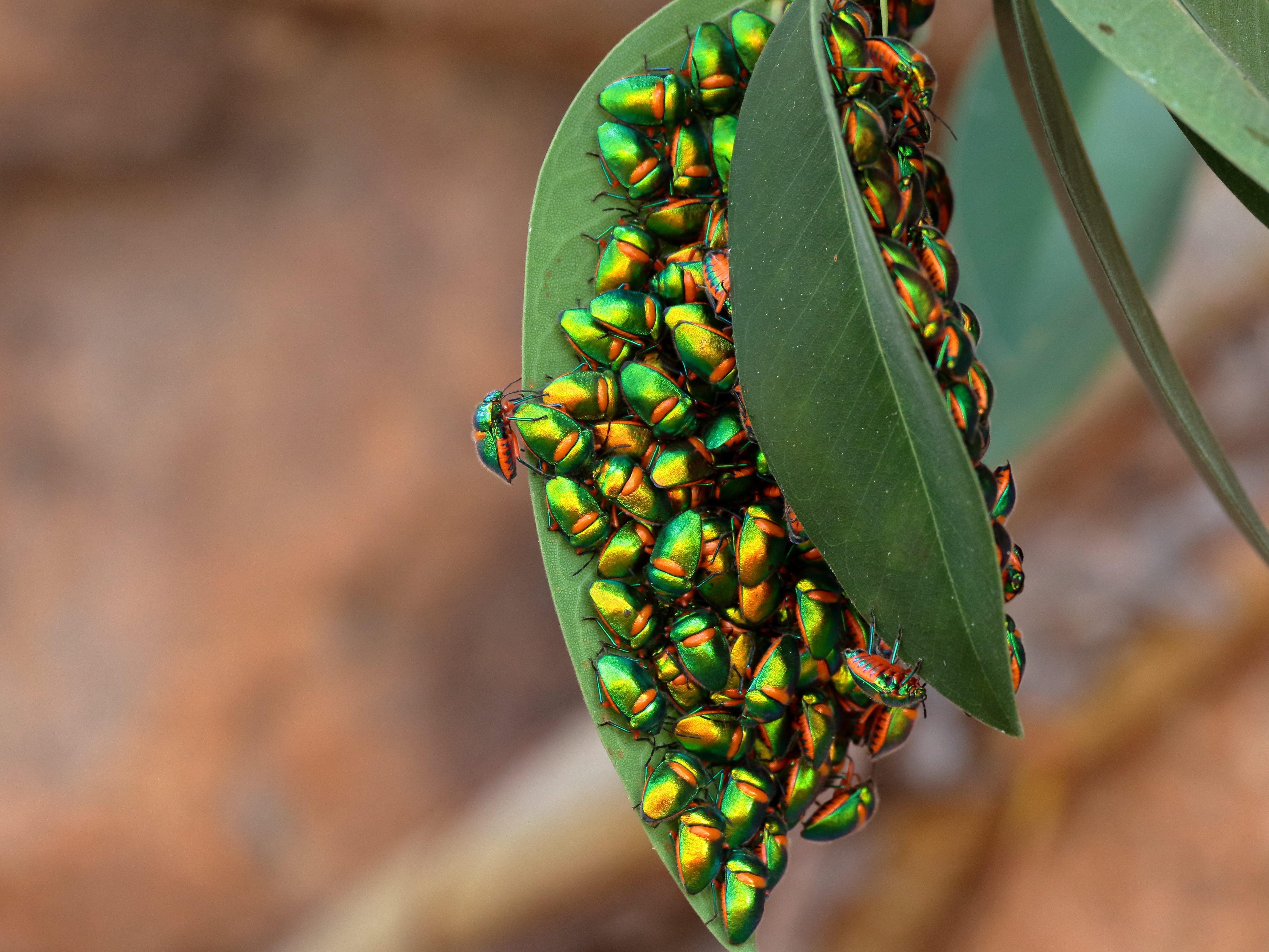 Green Jewel Bugs 8133