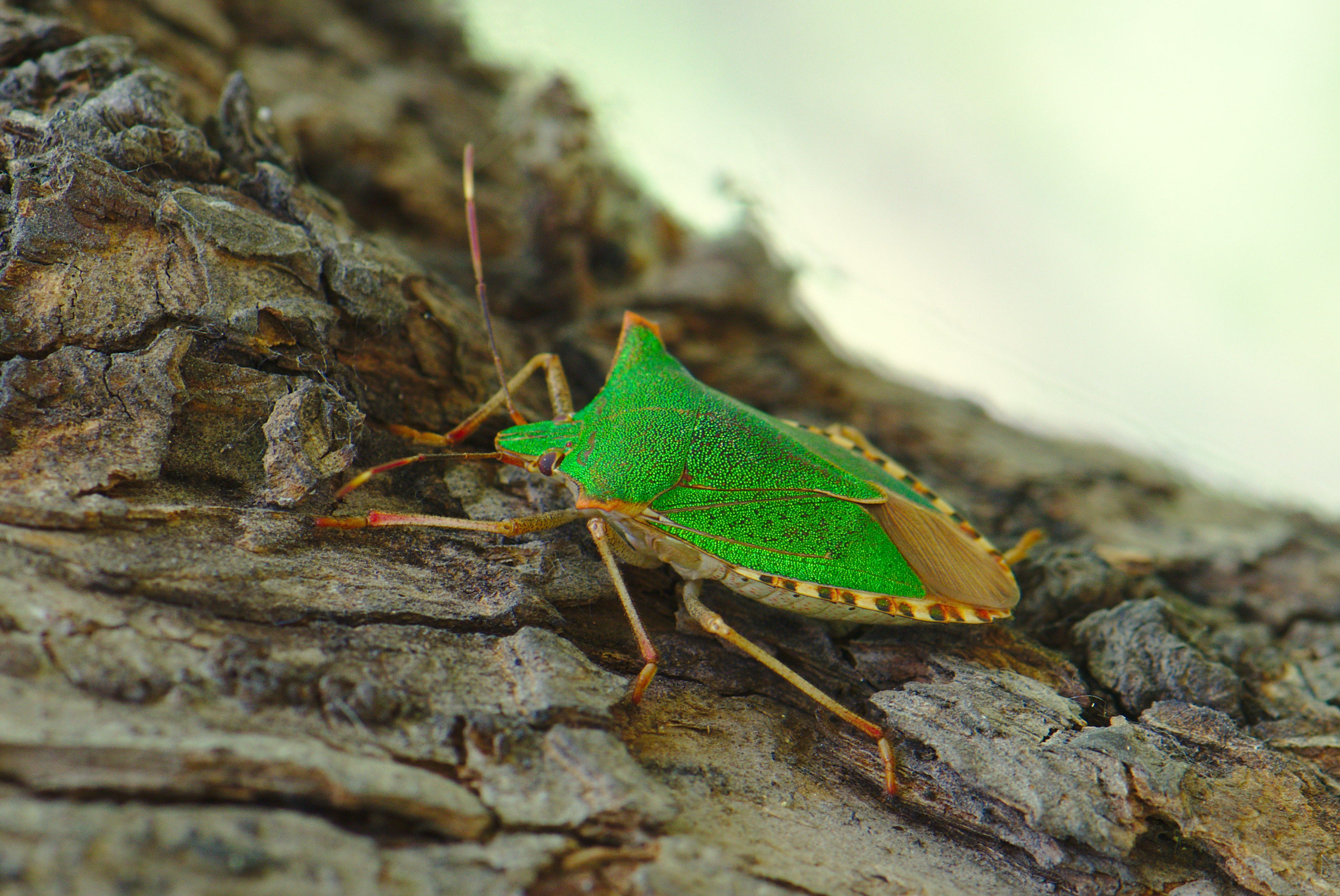 Hemiptera 1