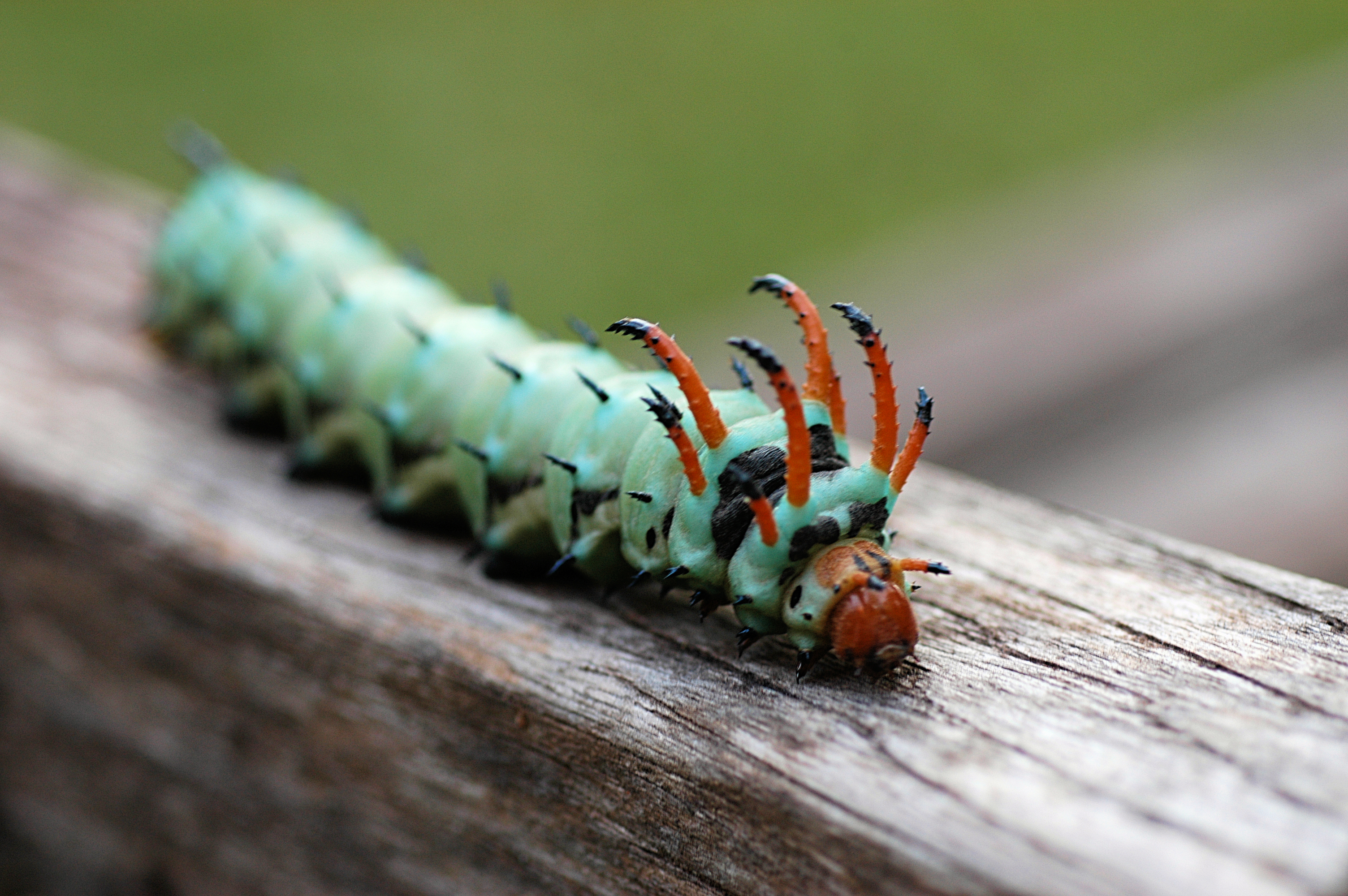 Hickory Horned Caterpillar
