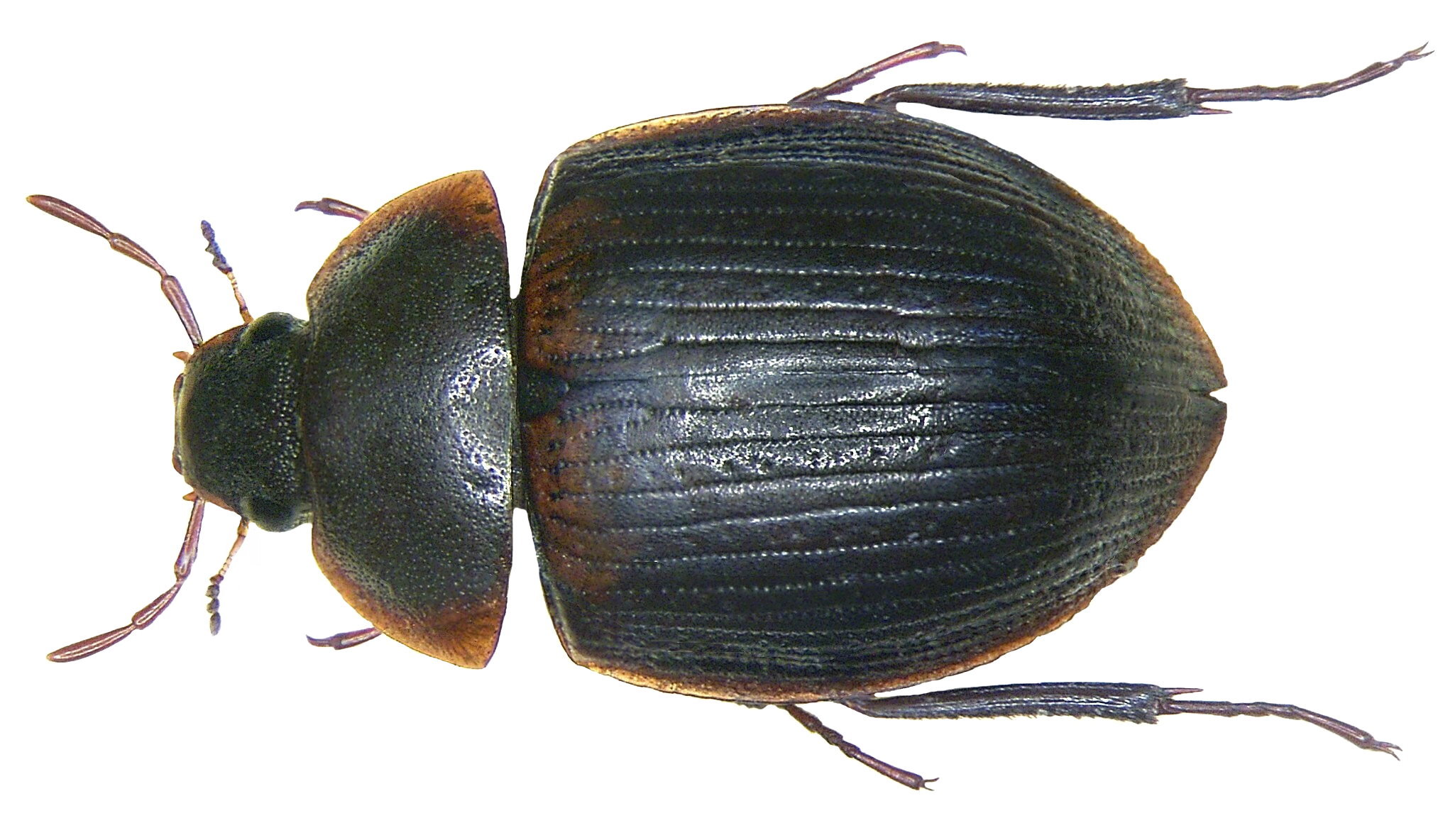 Hydrocassis scapulata Deyrolle & Fairmaire, 1878 (3857009166)