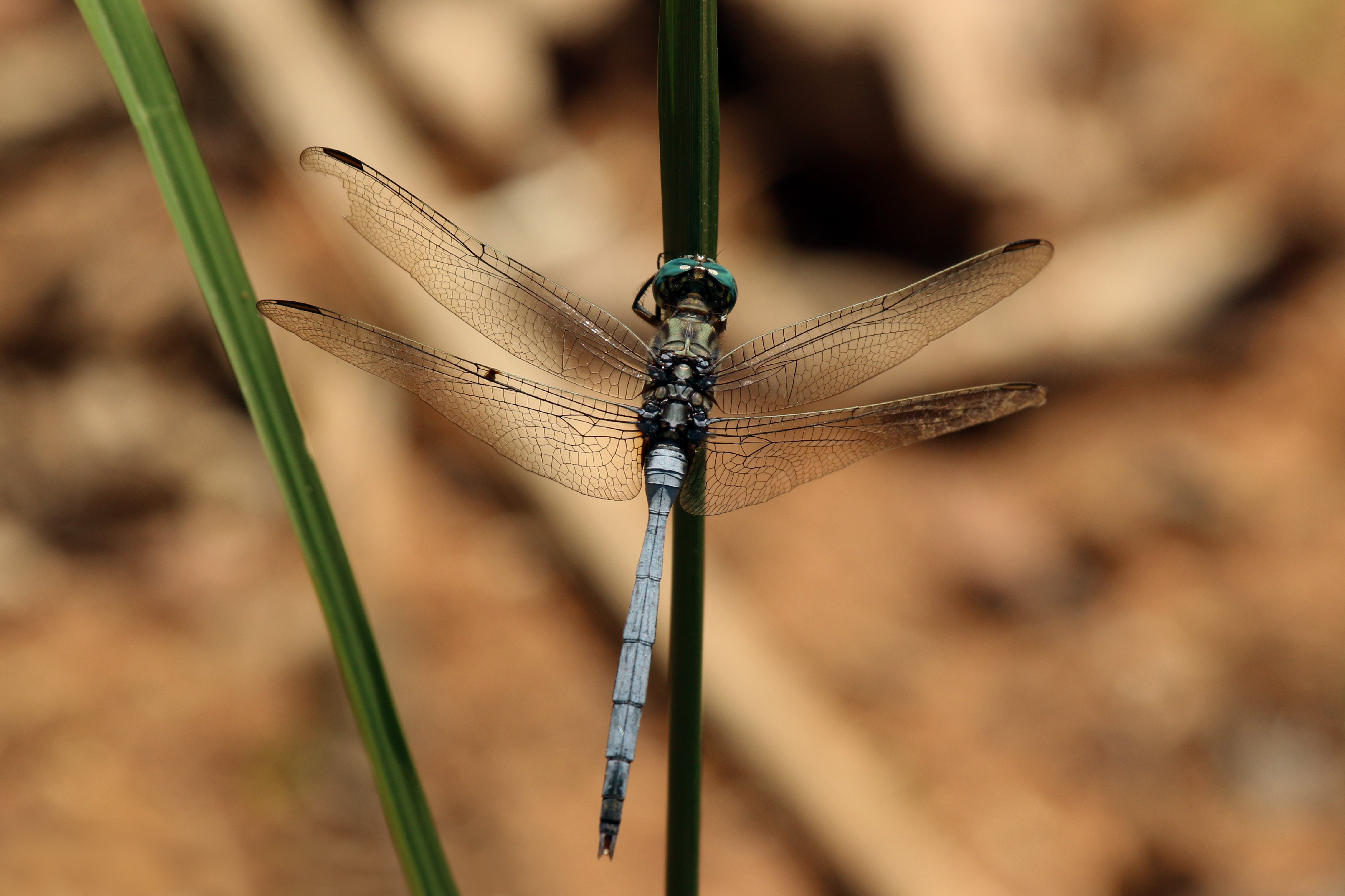 Julia skimmer dragonfly (Orthetrum julia) male