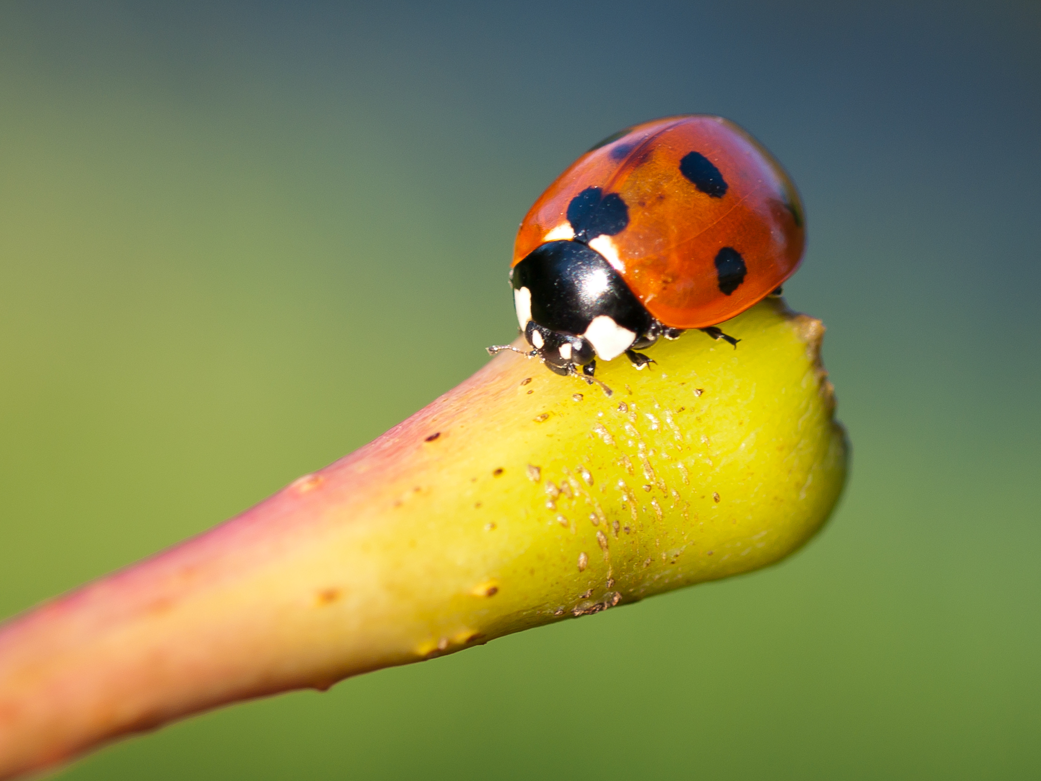 Ladybird on Stalk