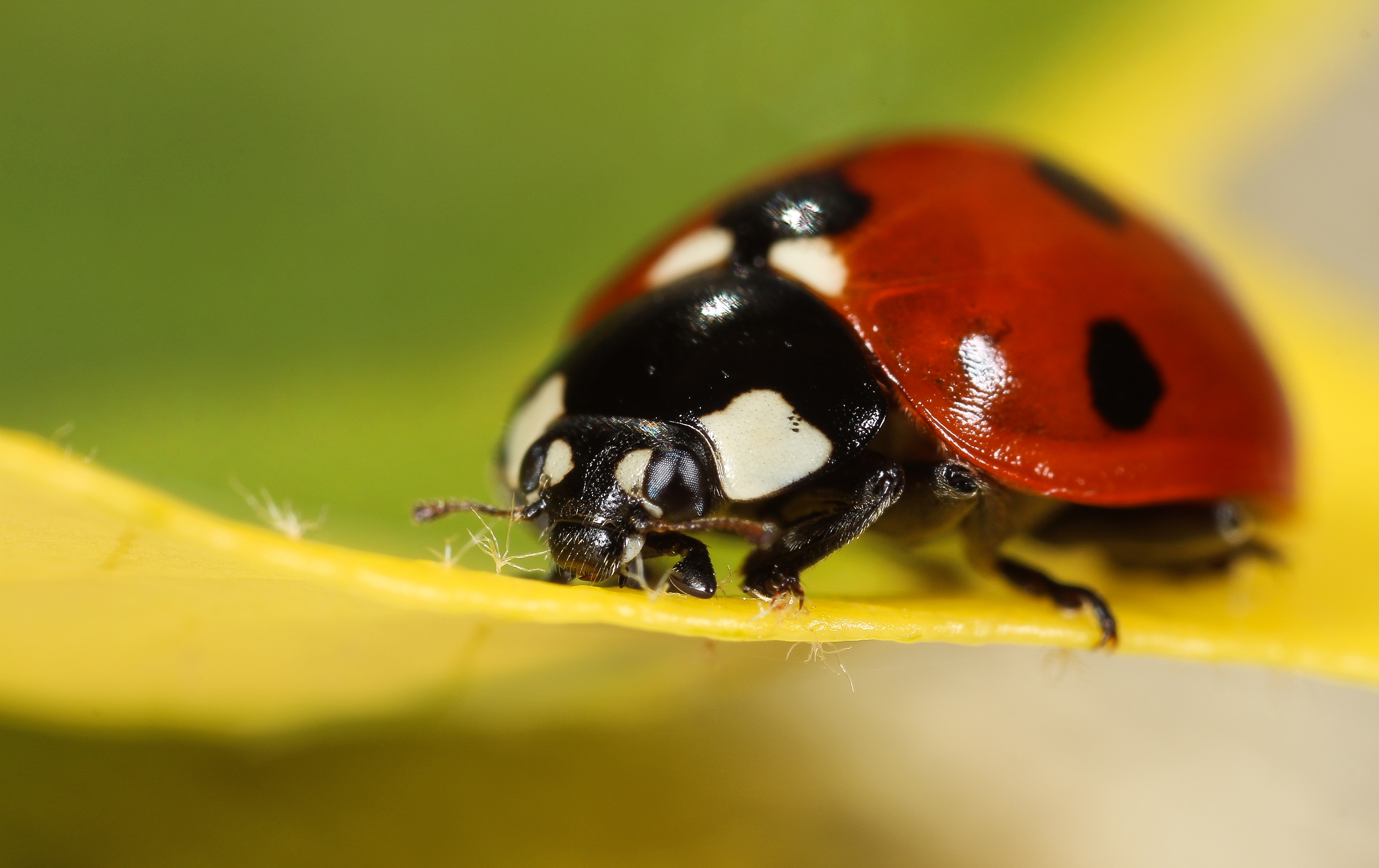 Ladybug (13794506584)