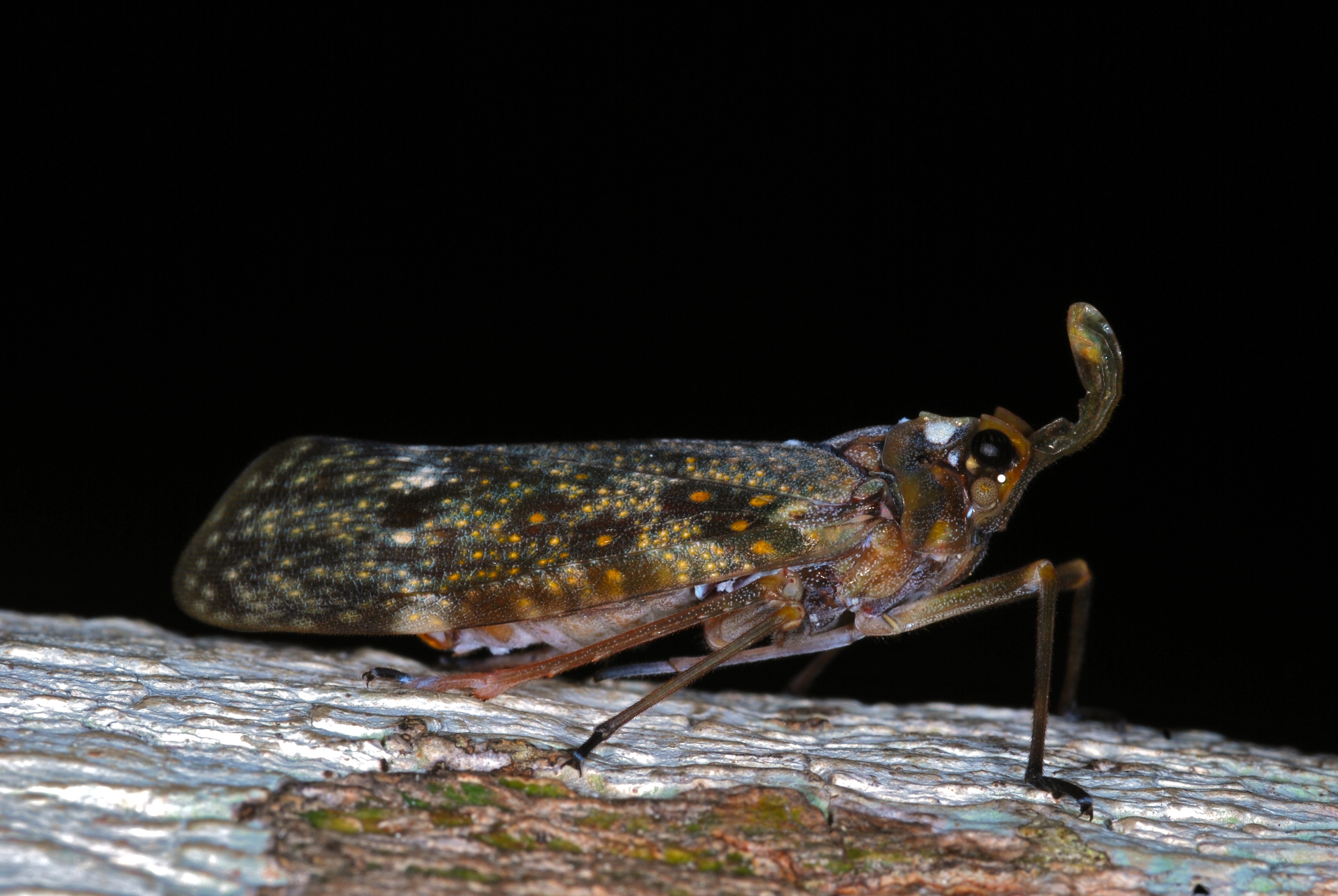 Lantern Bug (Enchophora sanguinea) (6777115725)