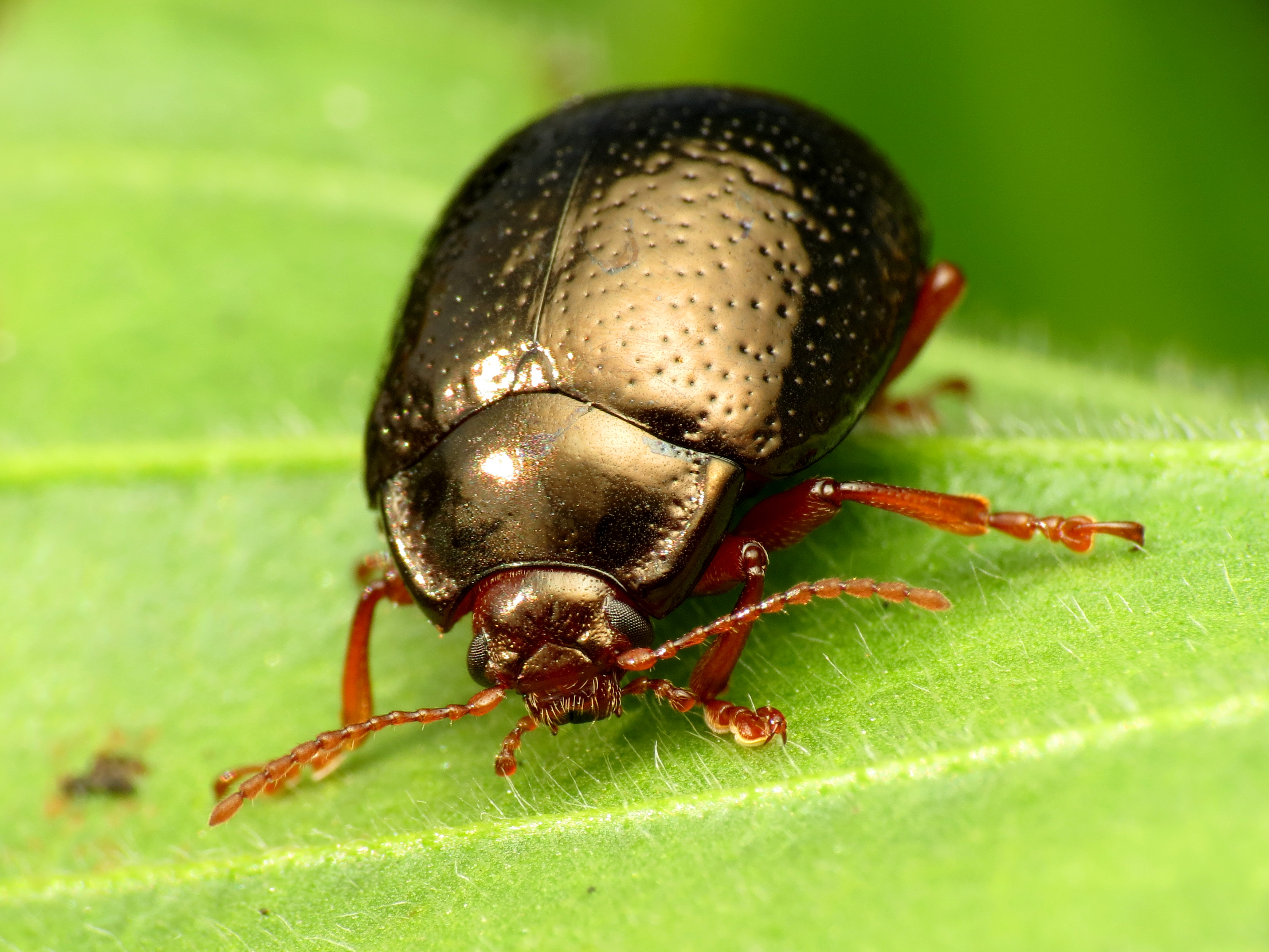 Leaf Beetle eating Common Plantain - Flickr - treegrow (3)