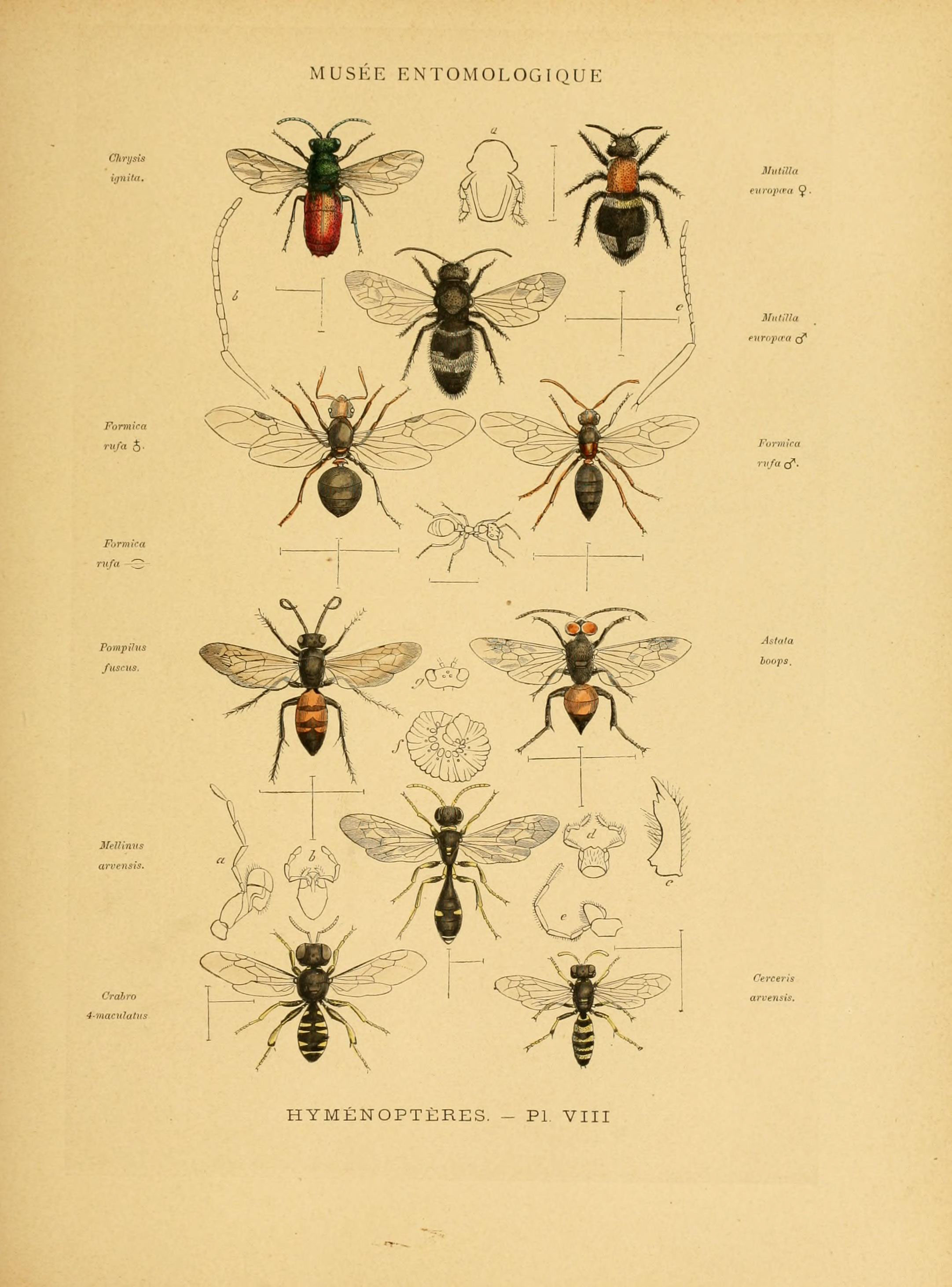 Les insectes (Pl. VIII) (6008676006)