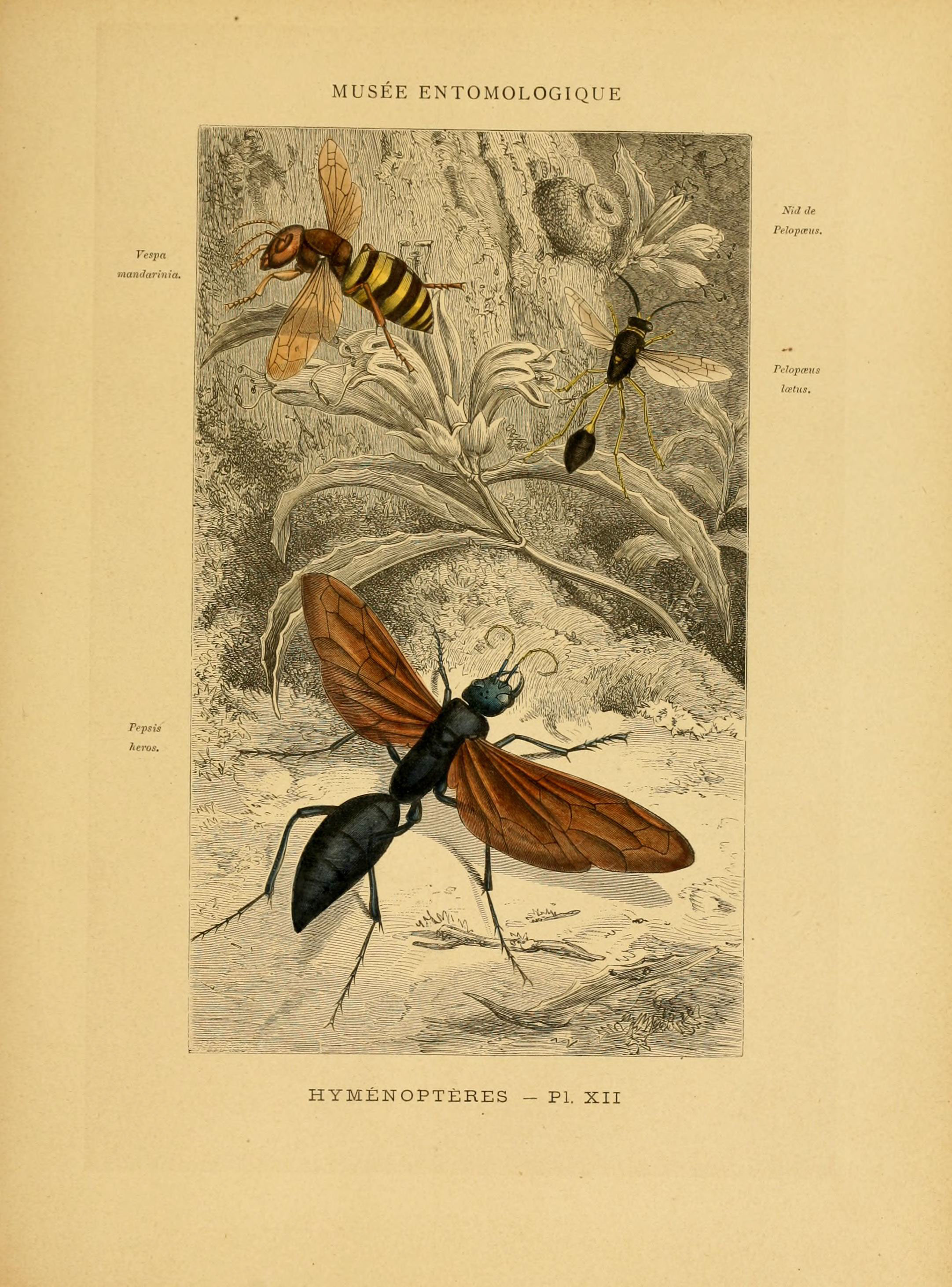 Les insectes (Pl. XII) (6008676976)
