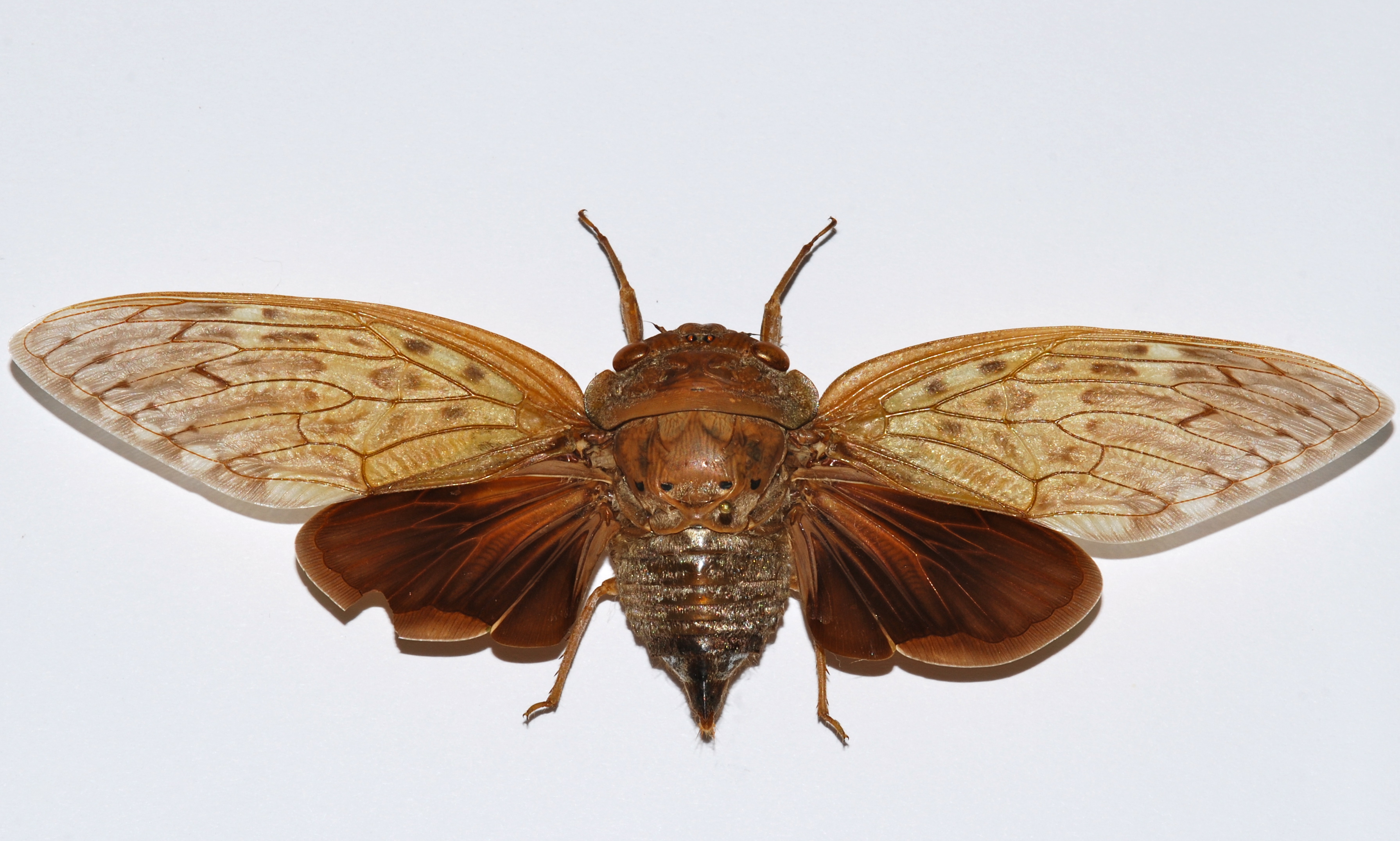 Little Owl Cicada (Pycna strix) (8540588825)