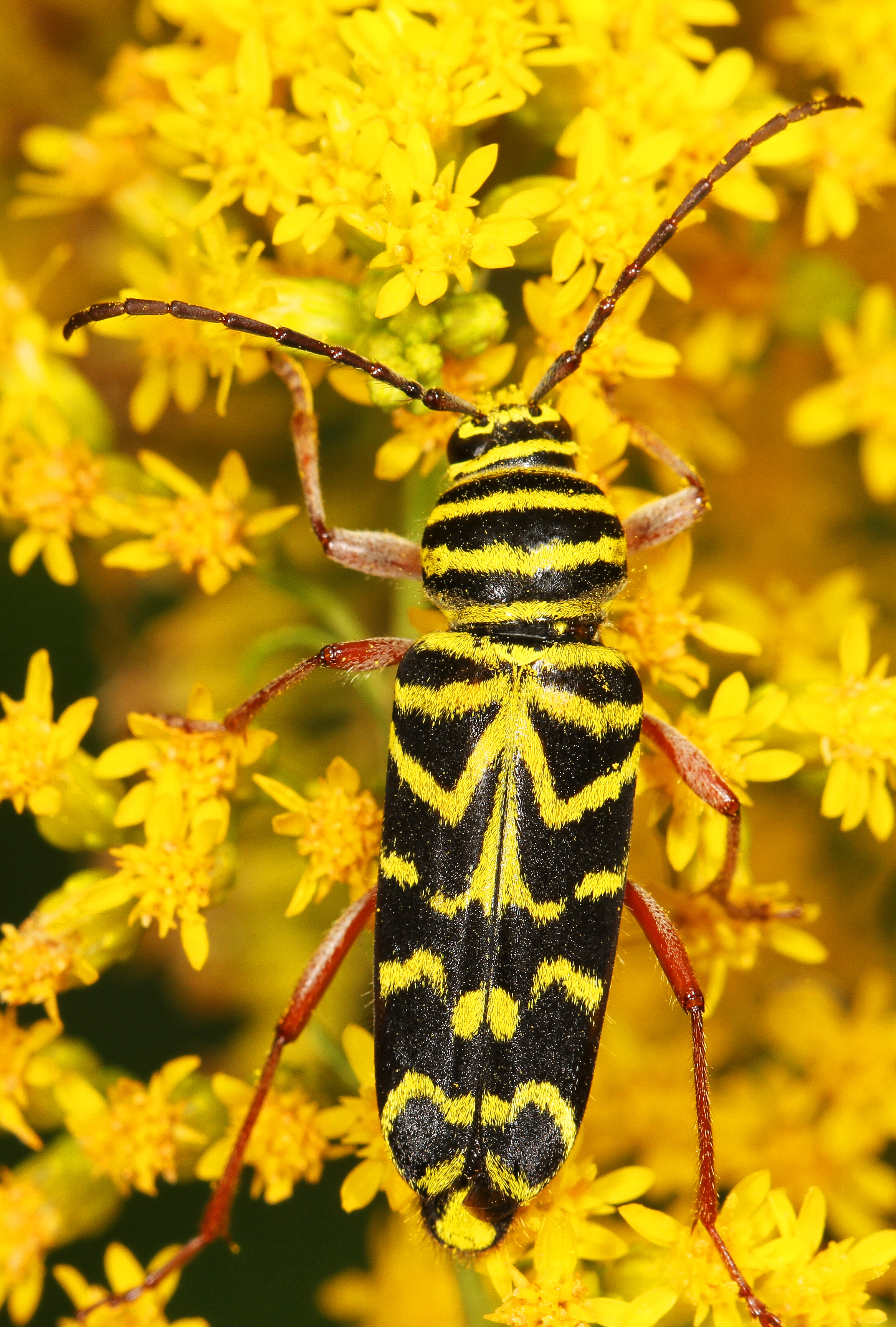 Locust Borer - Megacyllene robiniae, Julie Metz Wetlands, Woodbridge, Virginia - 12654010464