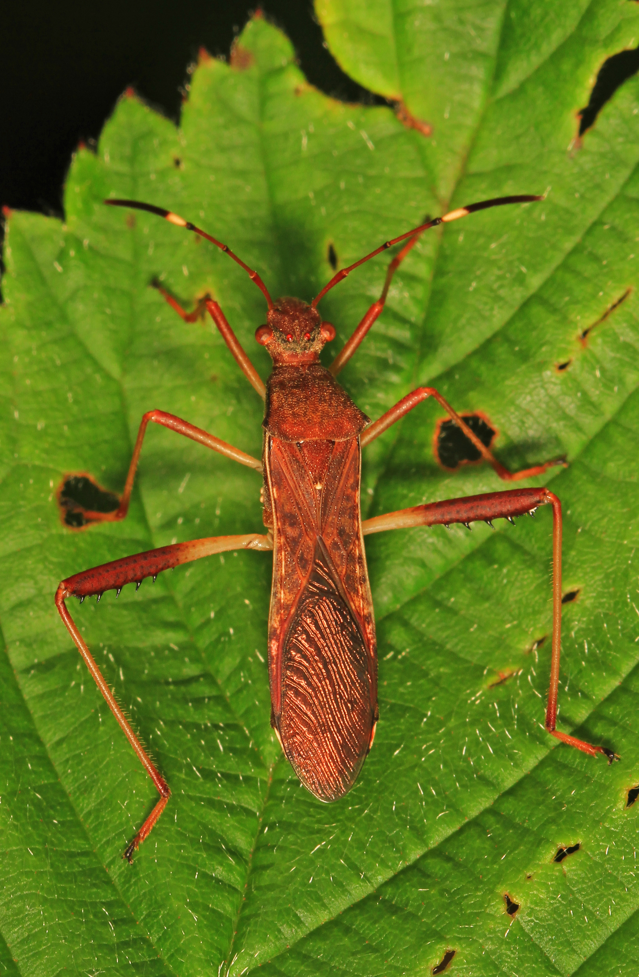 Lupine Bug - Megalotomus quinquespinosus, Julie Metz Wetlands, Woodbridge, Virginia - 27282415663