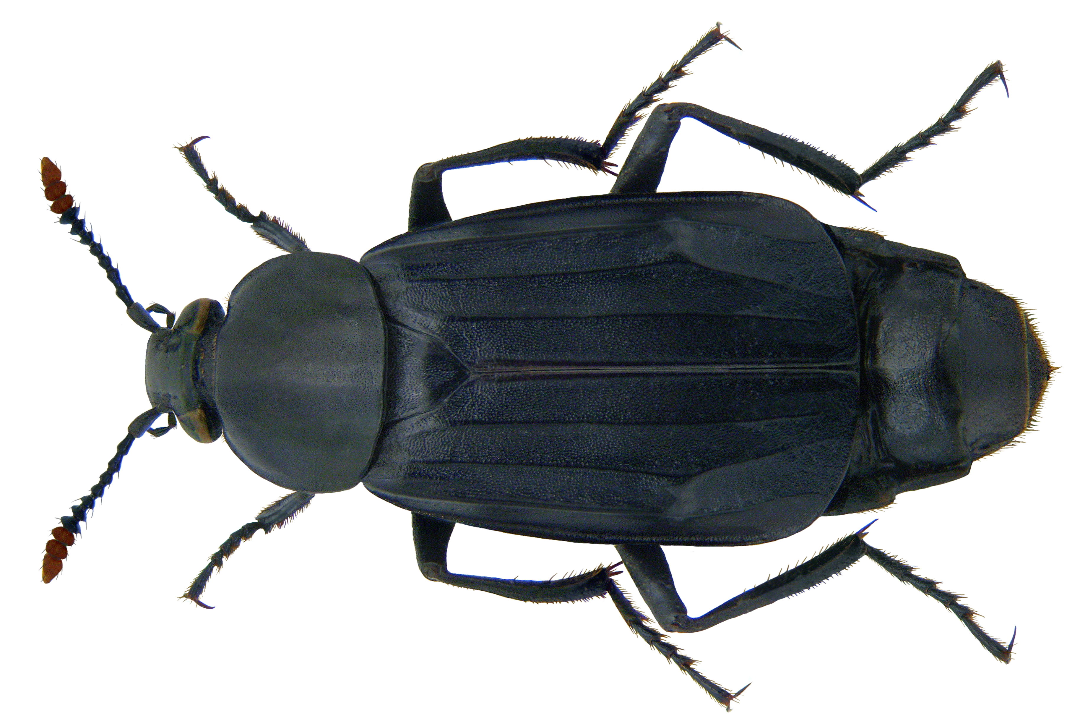 Necrodes littoralis (Linné, 1758) female (3389926546)
