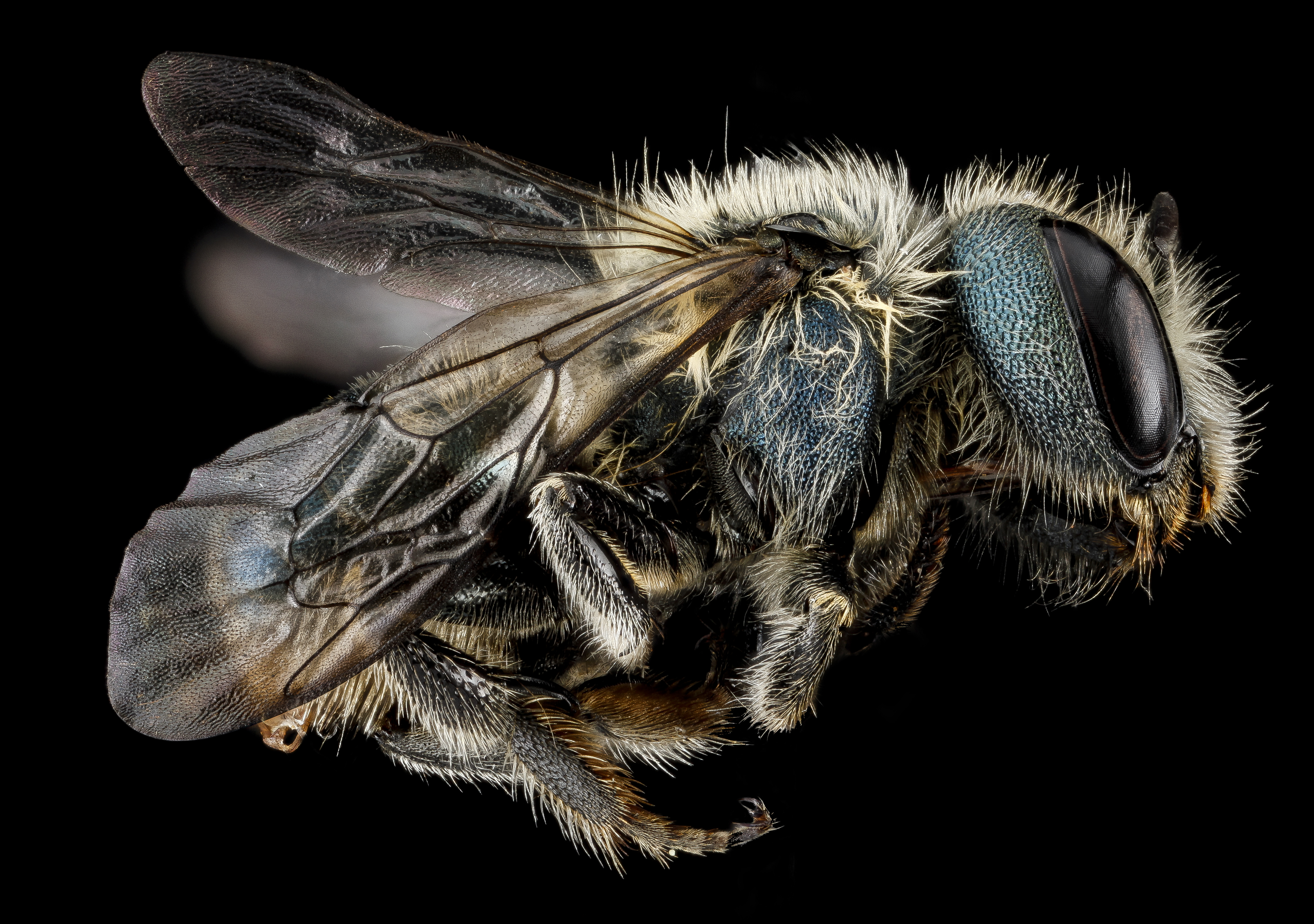 Osmia sandersoneae (Female, side) - USGS Bee Inventory and Monitoring Laboratory