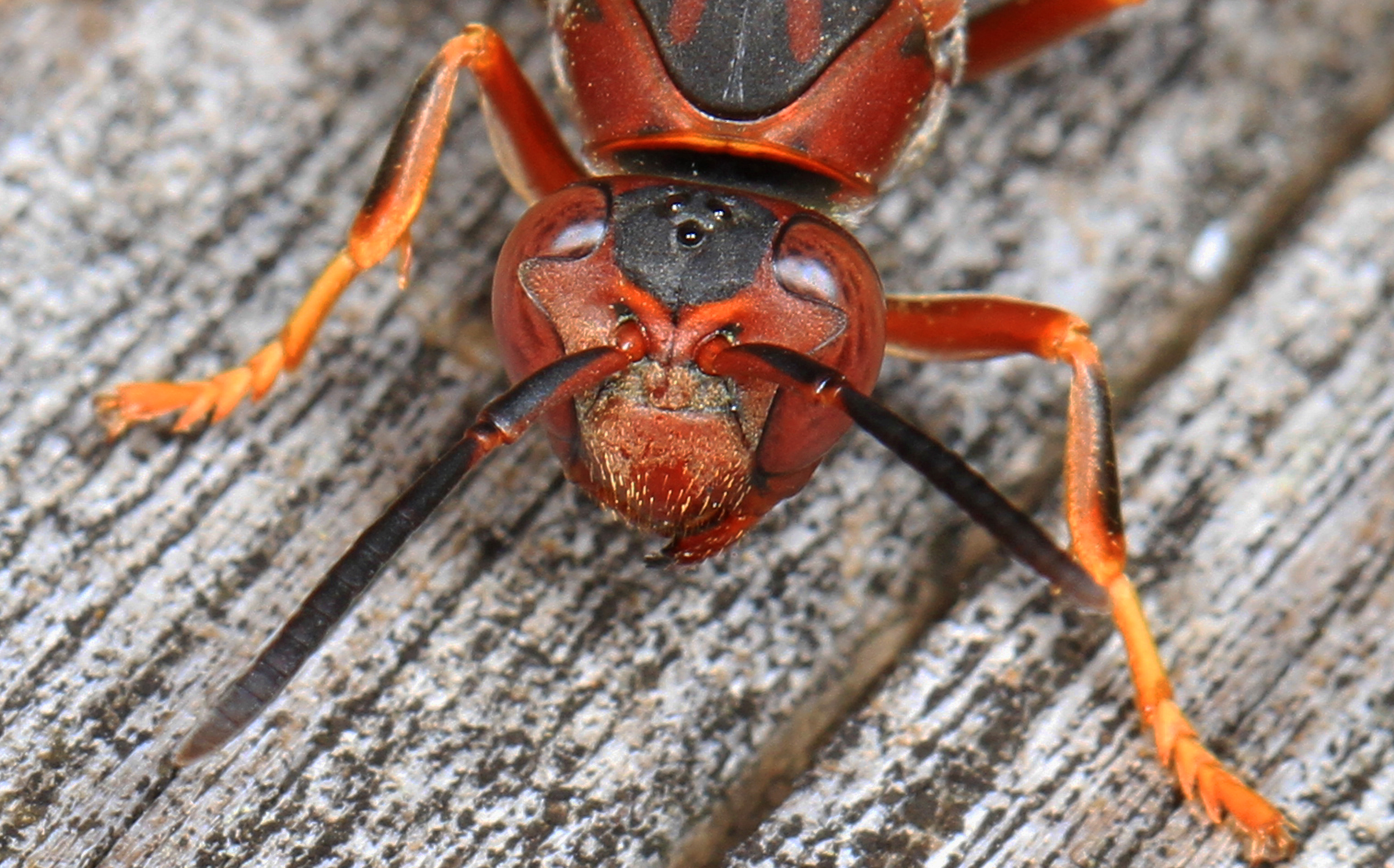 Paper Wasp - Polistes species, Leesylvania State Park, Woodbridge, Virginia