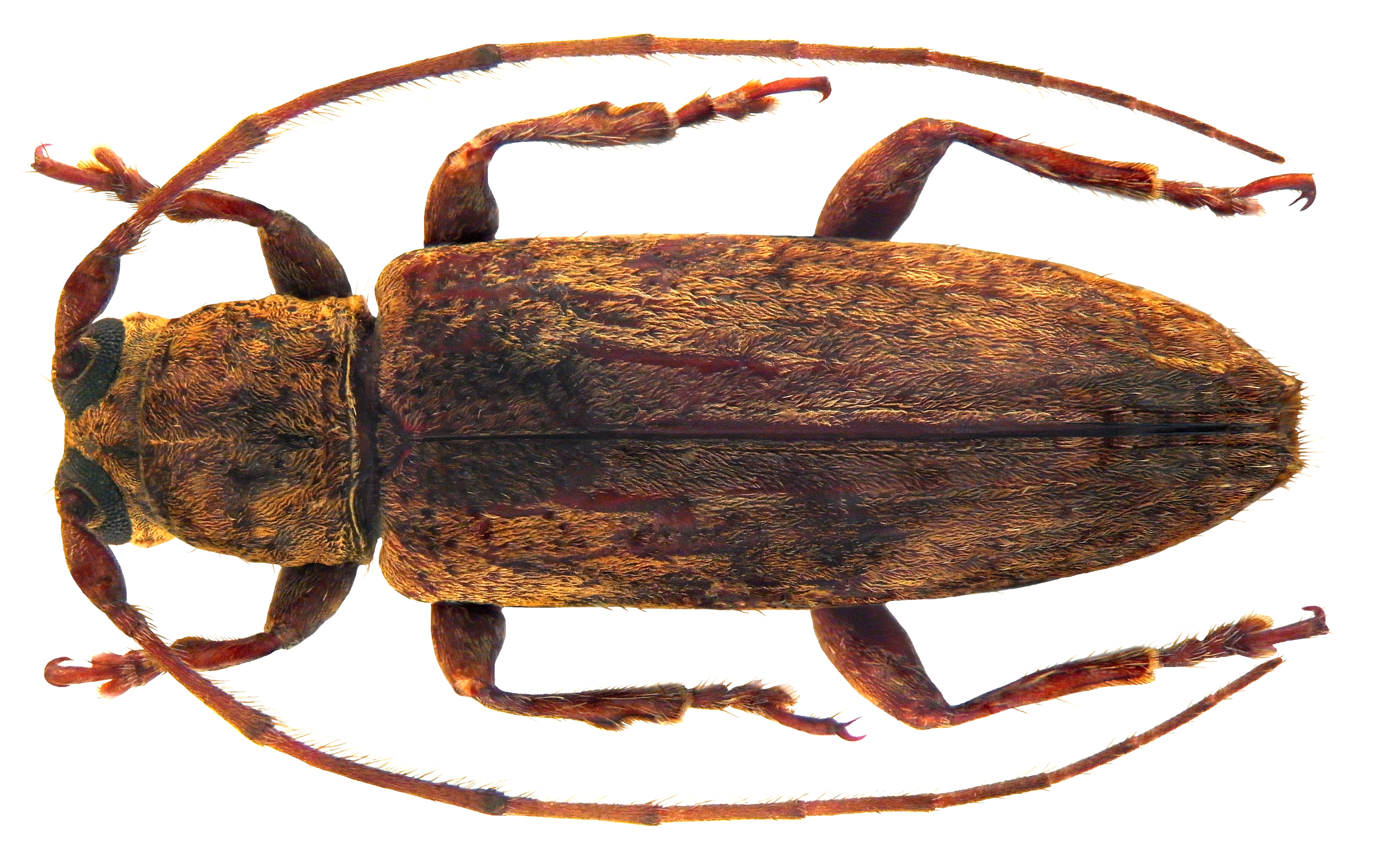 Parepilysta unicolor Breuning, 1959 female (5142990824) (2)