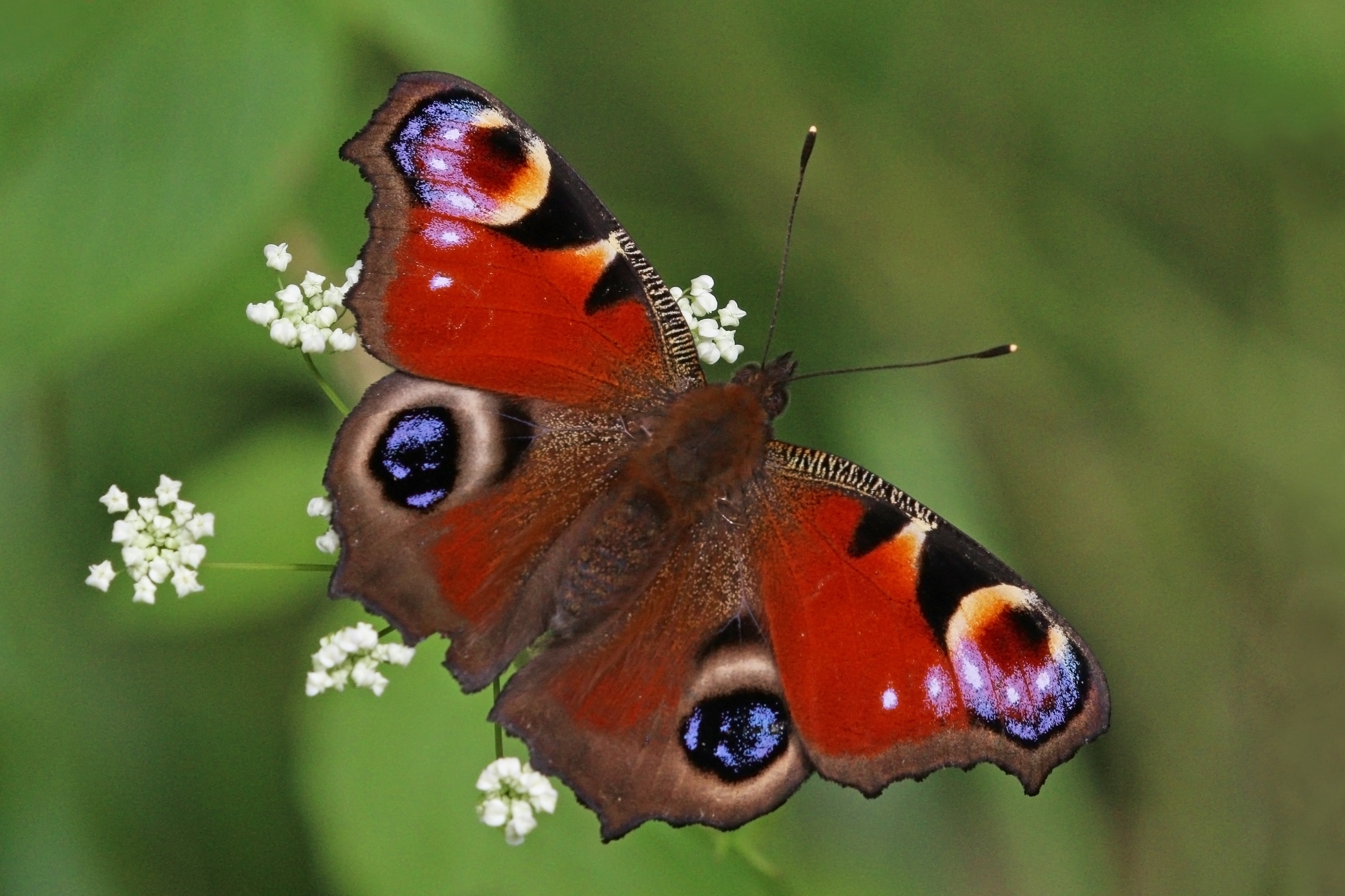 Peacock butterfly (Inachis io) 4