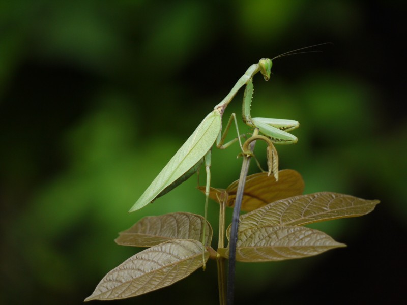 ... insect -- praying mantis (6188515062)