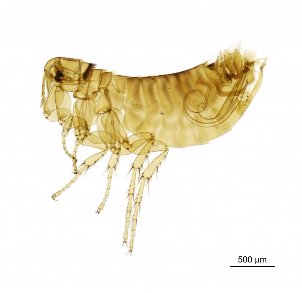 010177257 A housemartin flea - Ceratophyllus Ceratophyllus farreni farreni Rothschild, 1905