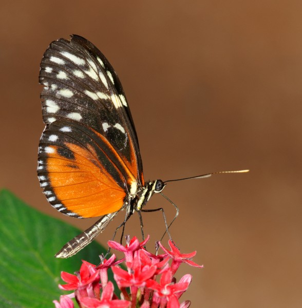 2011-08-08 14-40-20-papillon-hunawihr