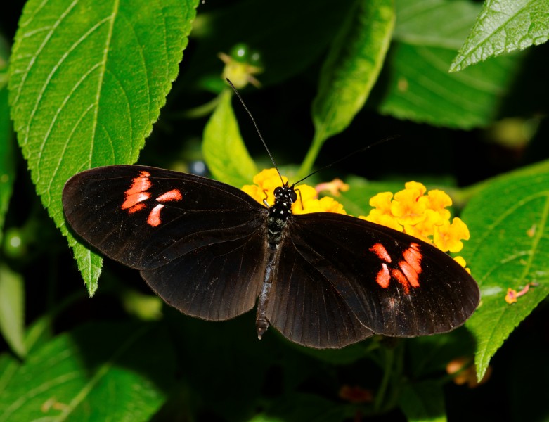 2011-08-08 15-14-25-papillon-hunawihr