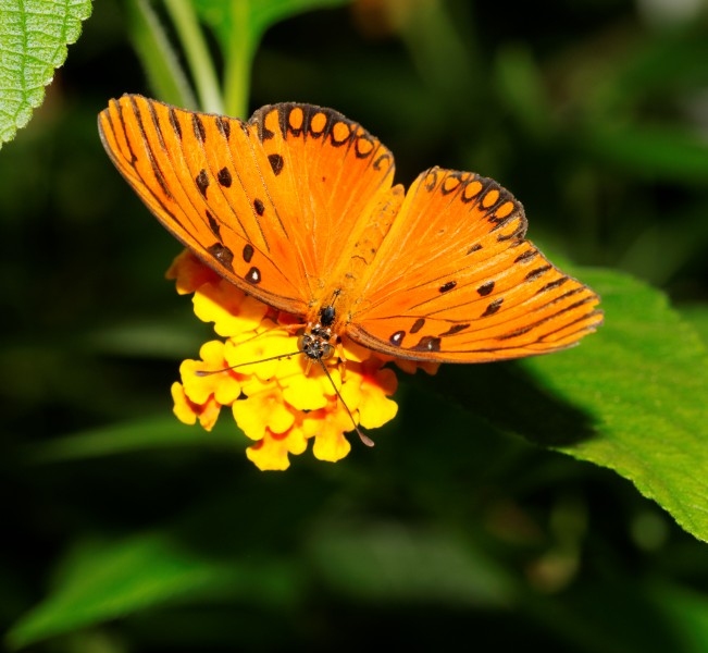 2011-08-08 15-16-10-papillon-hunawihr