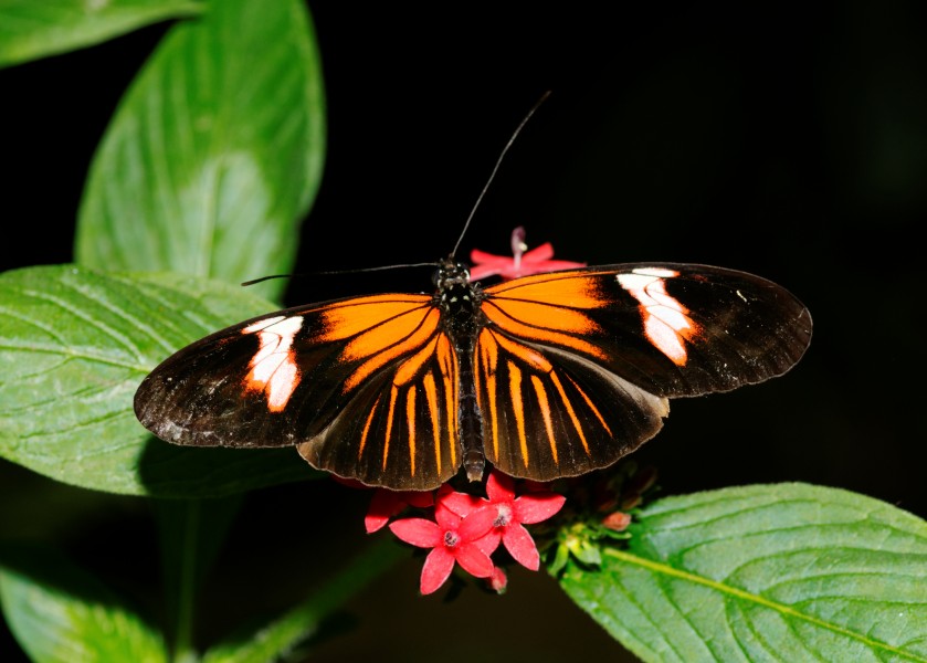2011-08-08 15-17-33-papillon-hunawihr