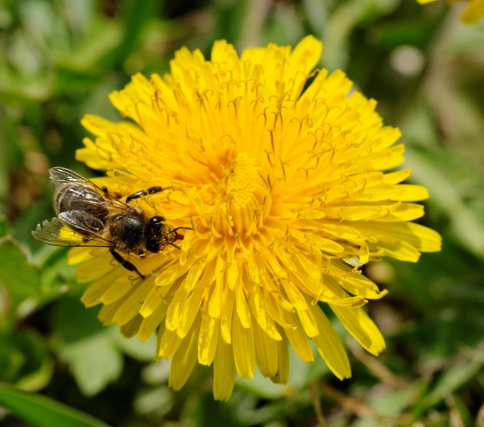 2014-04-01 12-48-01 abeille