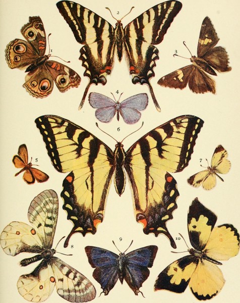 American insects (1905) (14578562319)