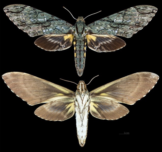 Amphonyx lucifer MHNT CUT 2010 0 67 Itatiaia National Park female