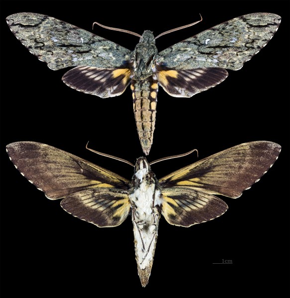 Amphonyx lucifer MHNT CUT 2010 0 67 Santa Catarina Brasil male
